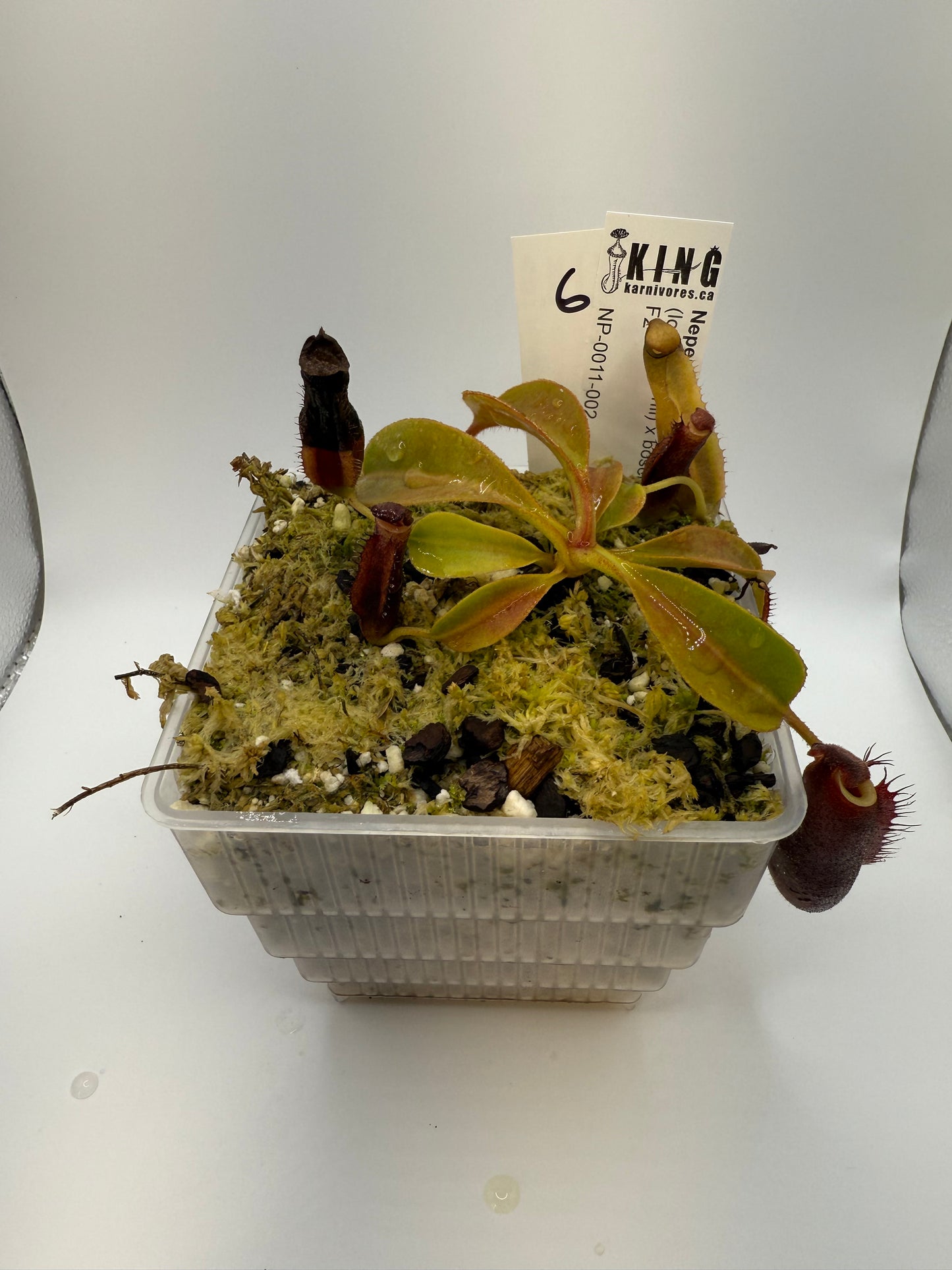 Nepenthes (lowii x veitchii) x boschiana F2