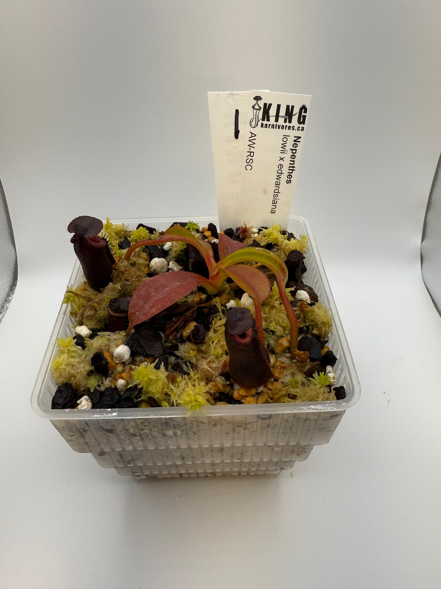 Nepenthes lowii x edwardsiana