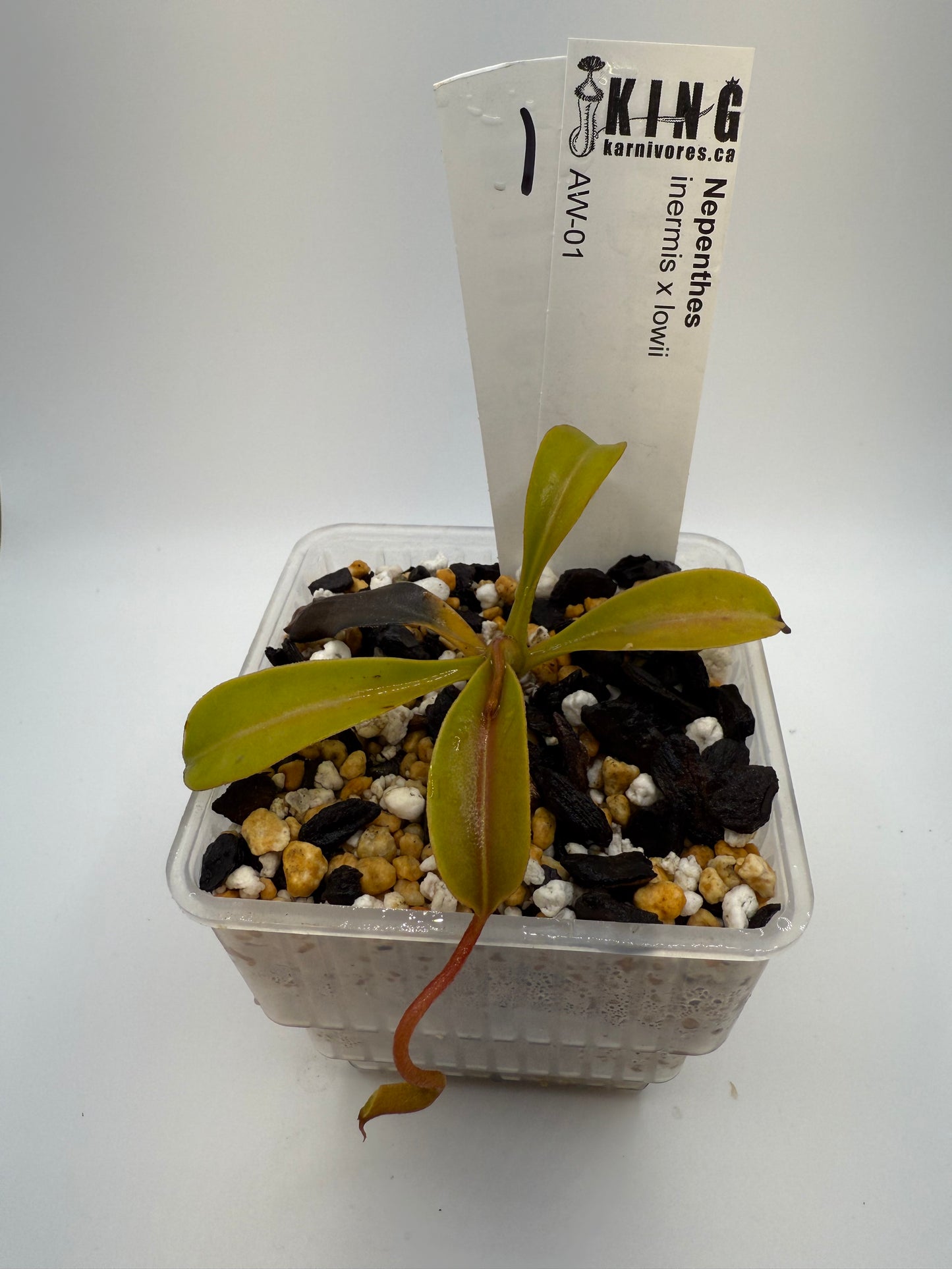 Nepenthes inermis x lowii