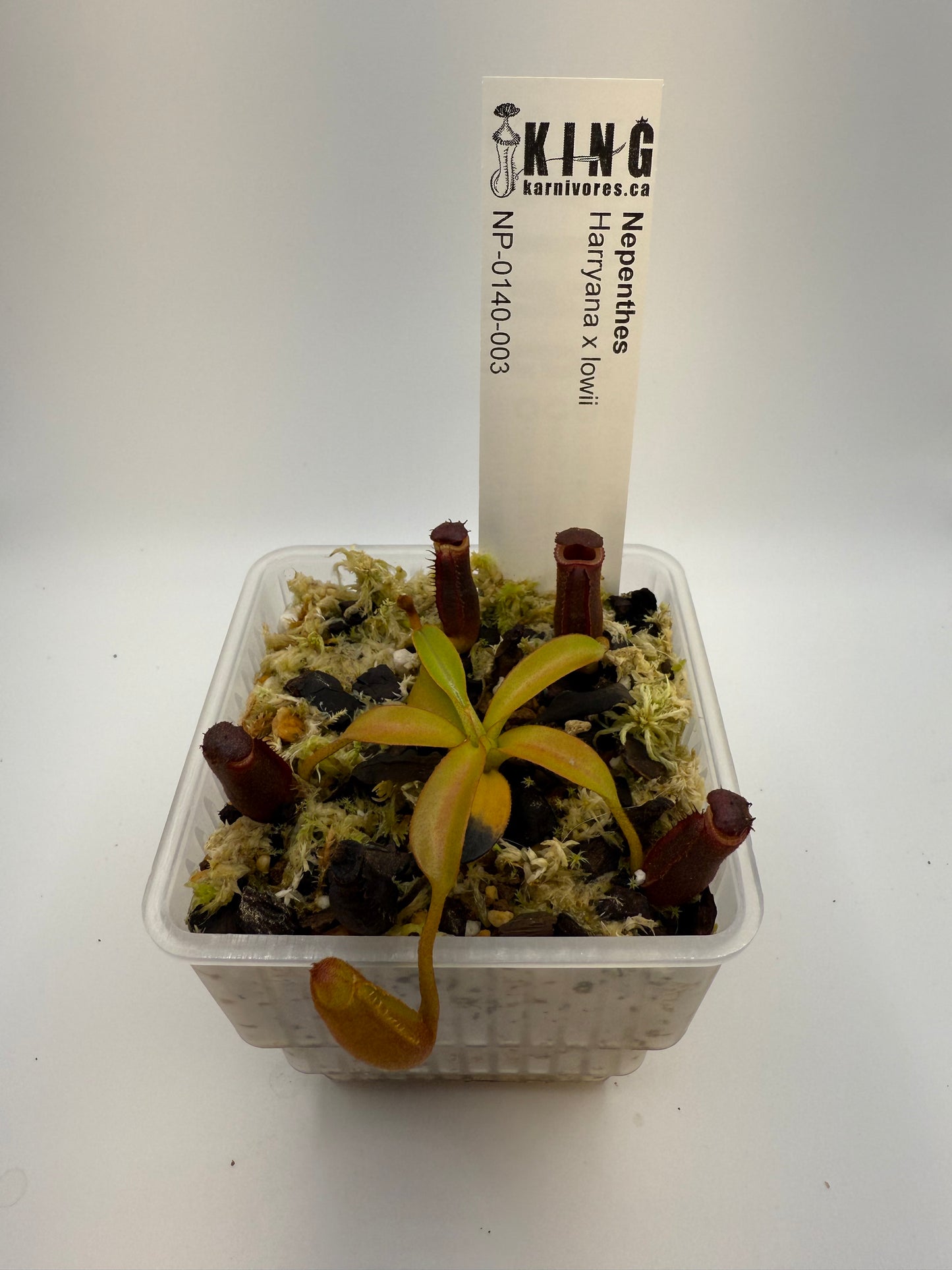 Nepenthes Harryana x lowii
