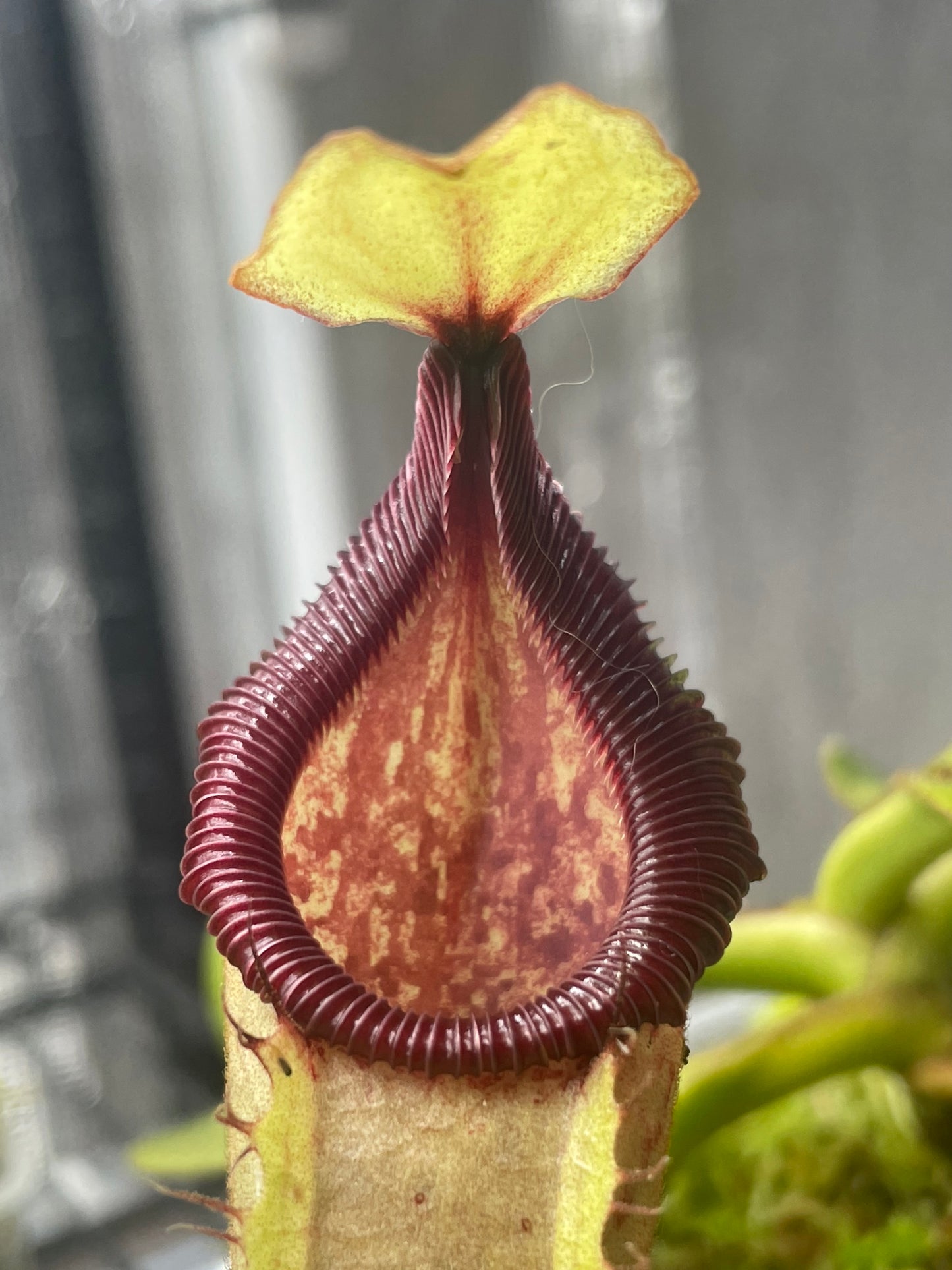 Nepenthes hamata x veitchii