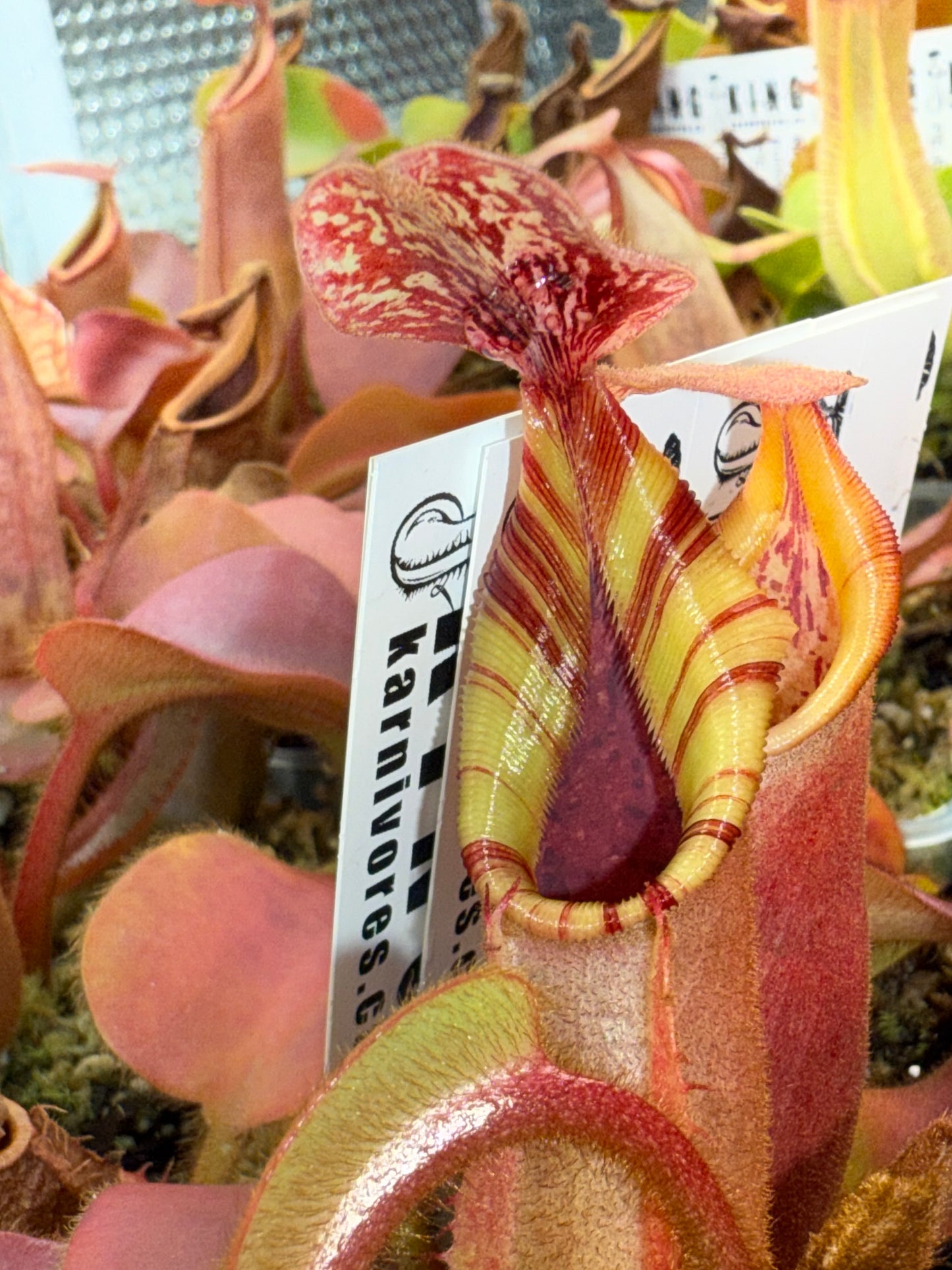 Nepenthes veitchii (K) x (CandyStripe x Candy)