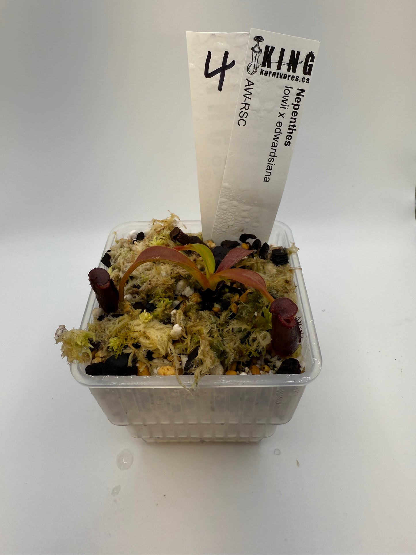 Nepenthes lowii x edwardsiana