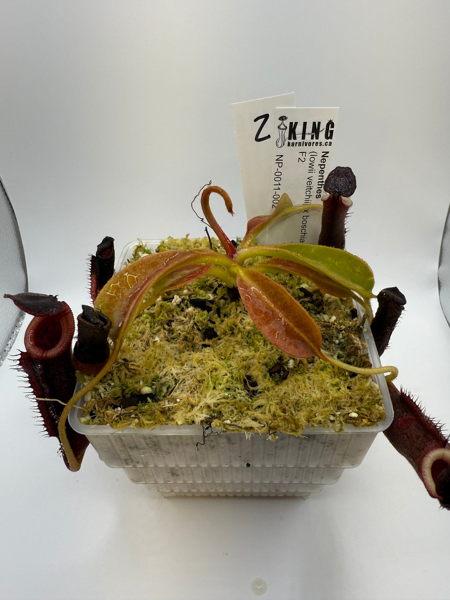 Nepenthes (lowii x veitchii) x boschiana F2