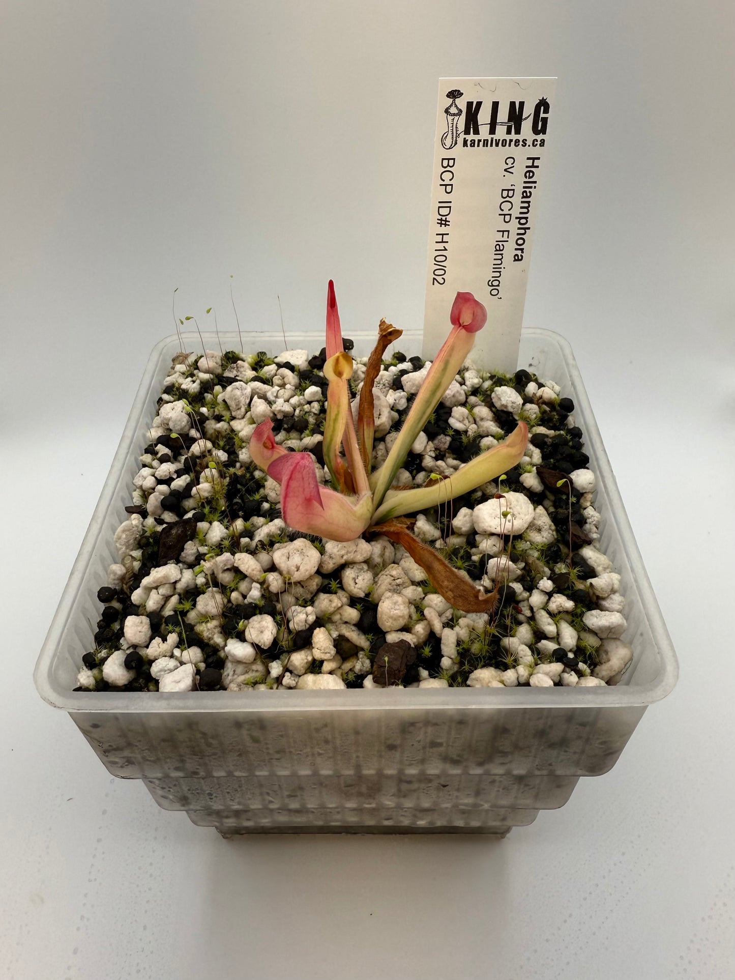 Heliamphora cv. BCP Flamingo