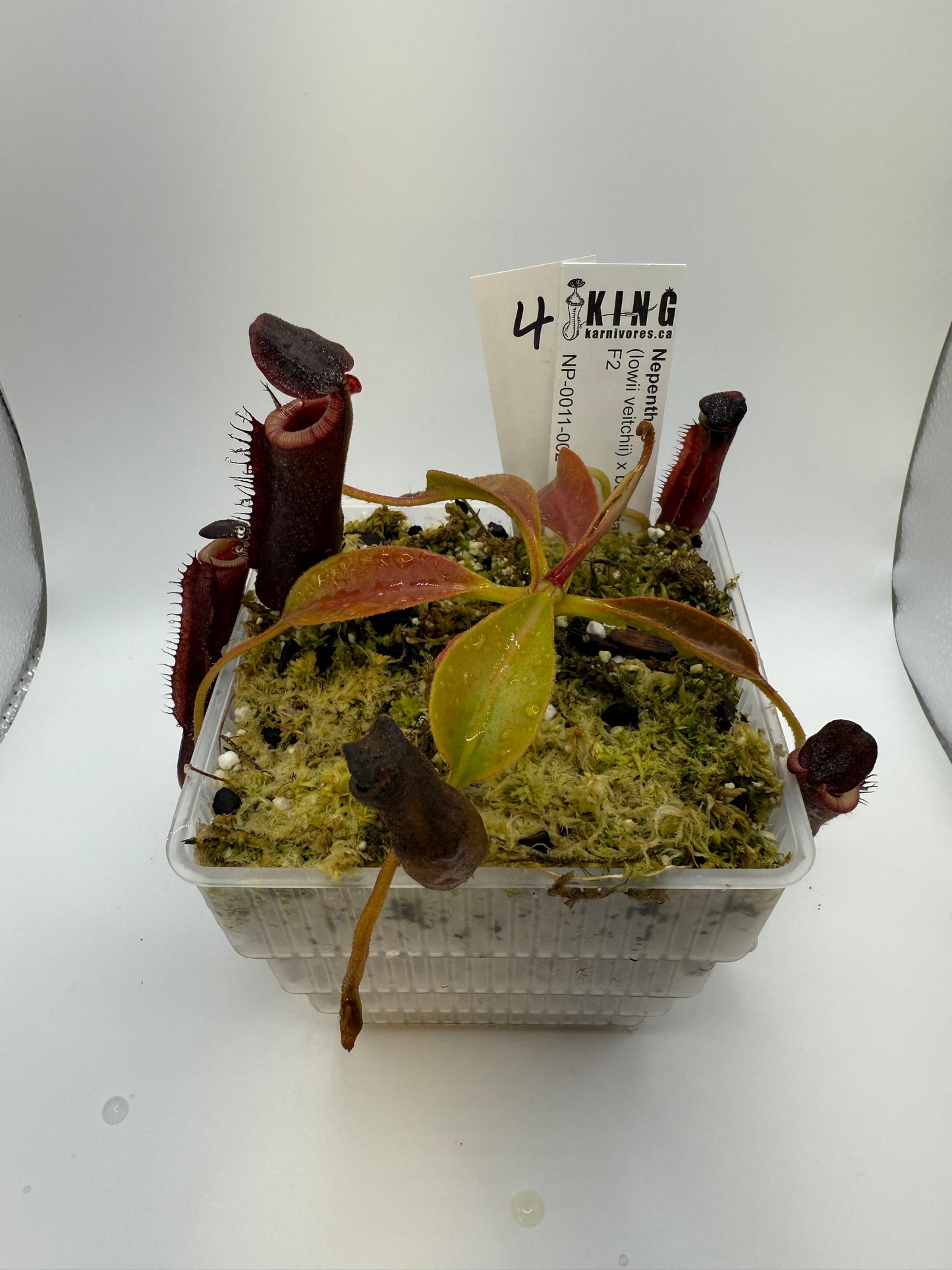 Nepenthes (lowii x veitchii) x boschiana F2