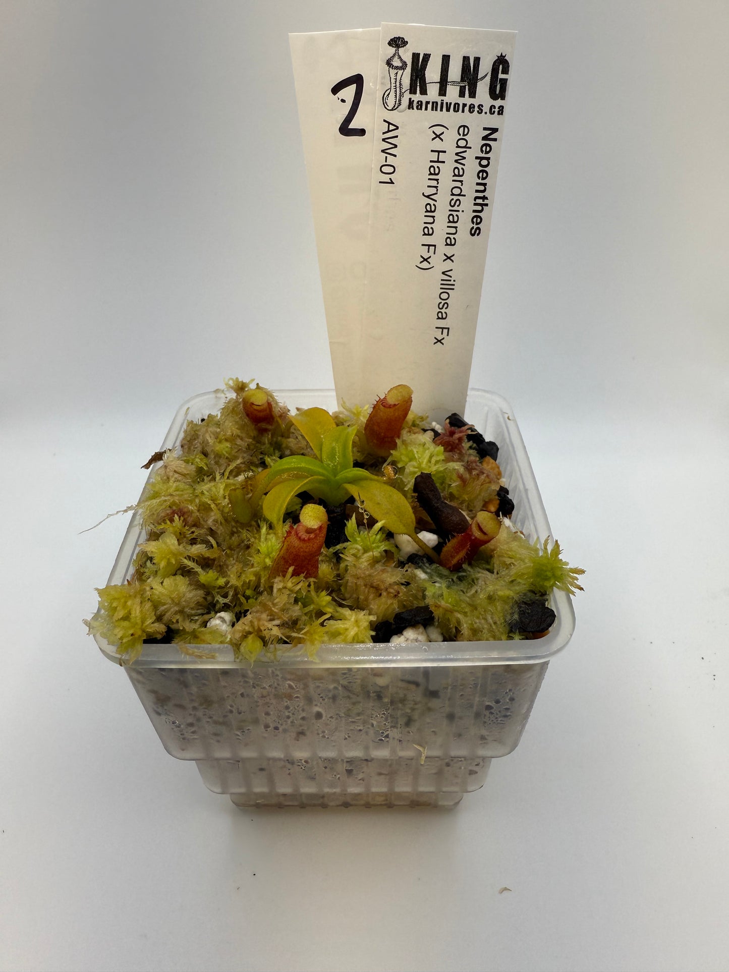 Nepenthes edwardsiana x villosa (x Harryana) (Fx)