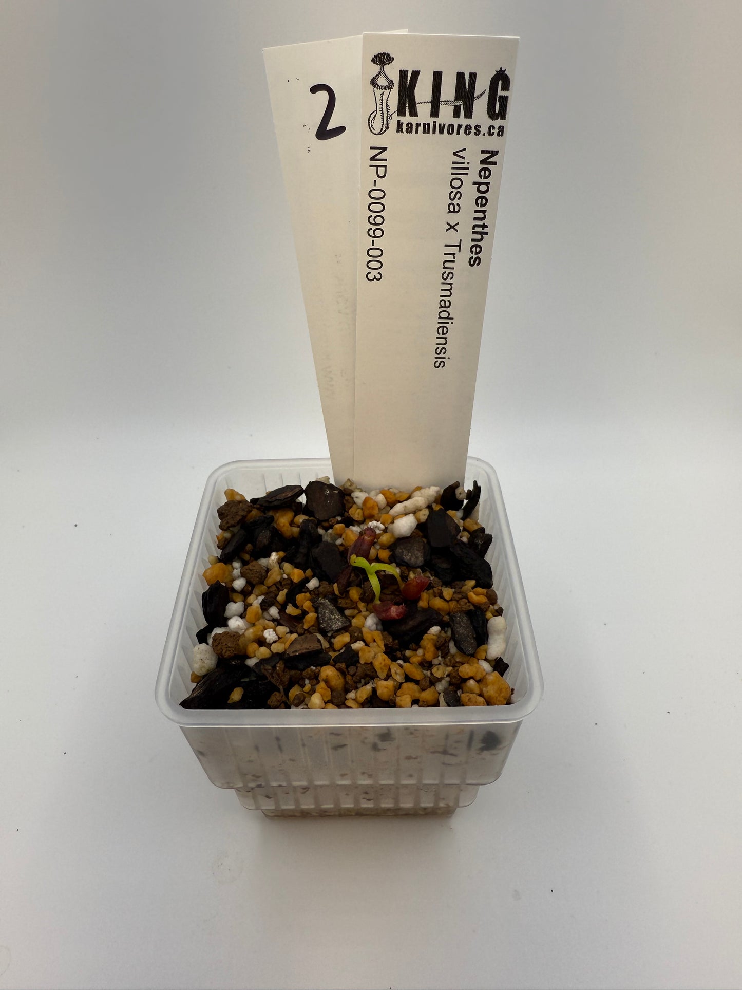 Nepenthes villosa x Trusmadiensis