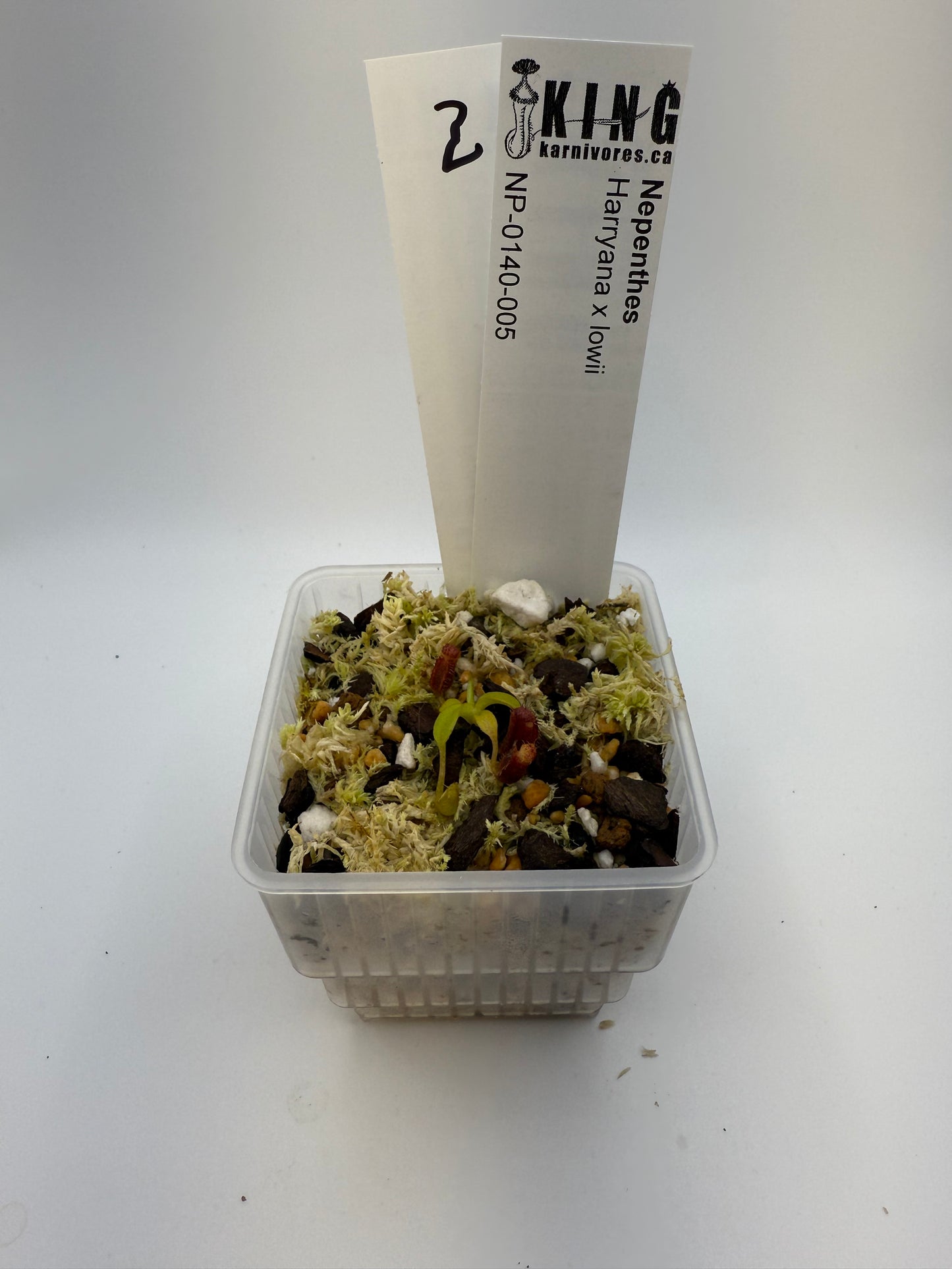 Nepenthes Harryana x lowii