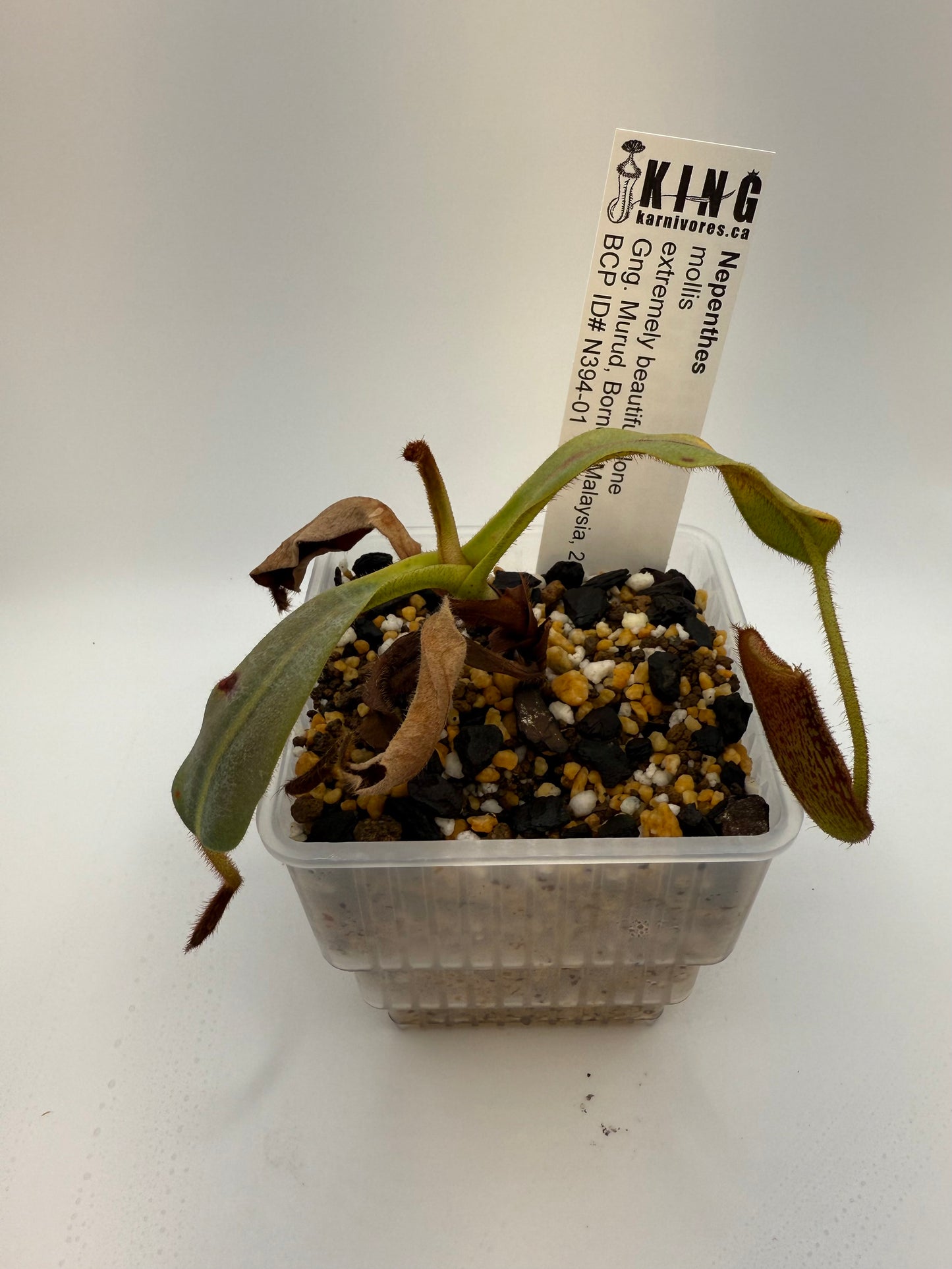 Nepenthes mollis 'BCP Tricolor' / 'Most beautiful clone'