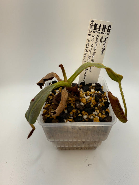 Nepenthes mollis 'BCP Tricolor' / 'Most beautiful clone'