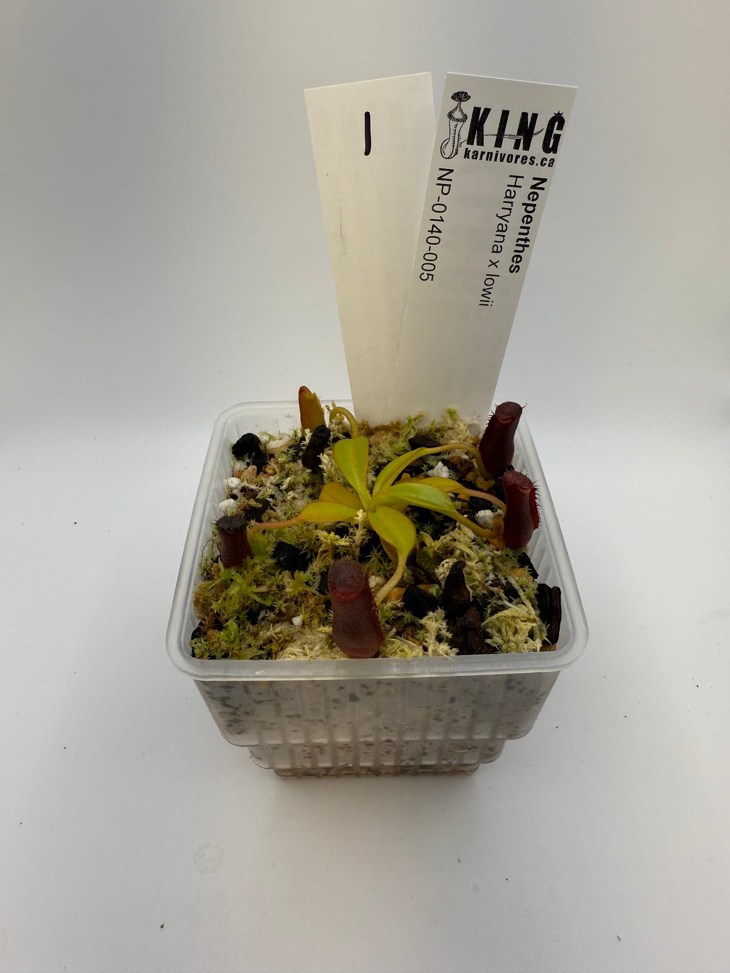 Nepenthes Harryana x lowii