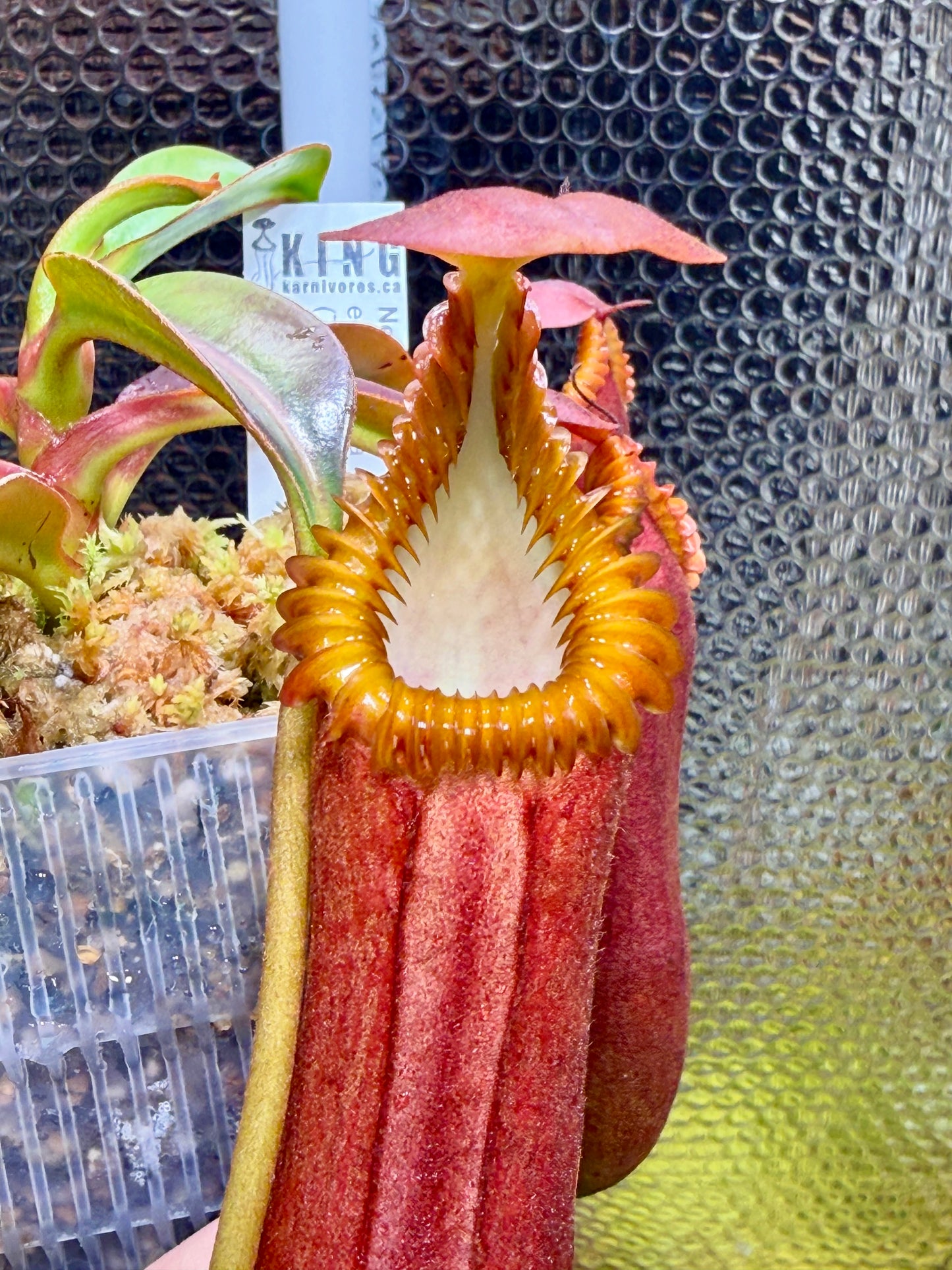 Nepenthes edwardsiana (Tambuyukon)