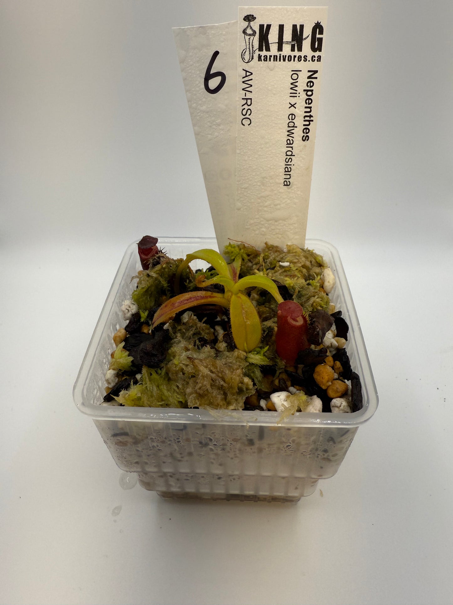 Nepenthes lowii x edwardsiana