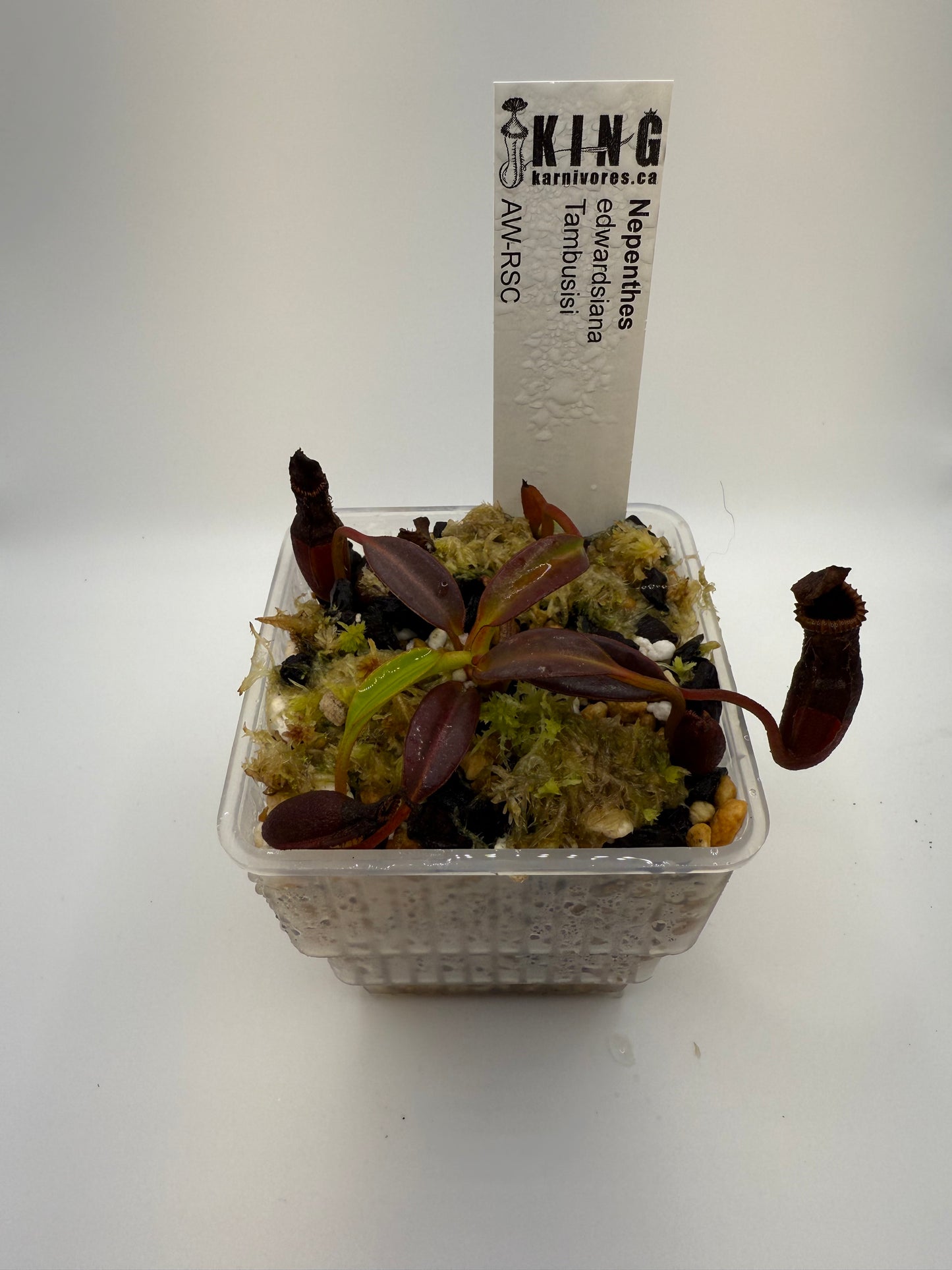 Nepenthes edwardsiana (Tambuyukon)