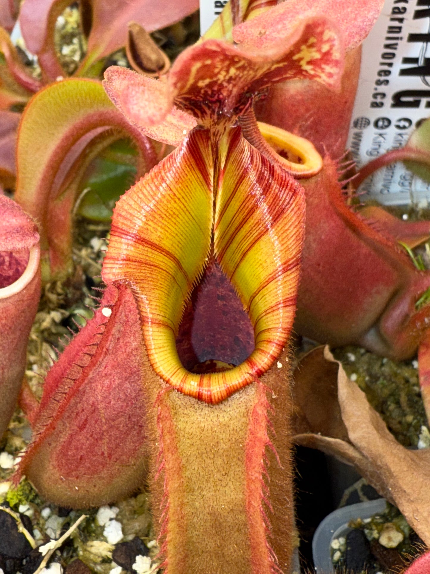 Nepenthes veitchii (K) x (CandyStripe x Candy)