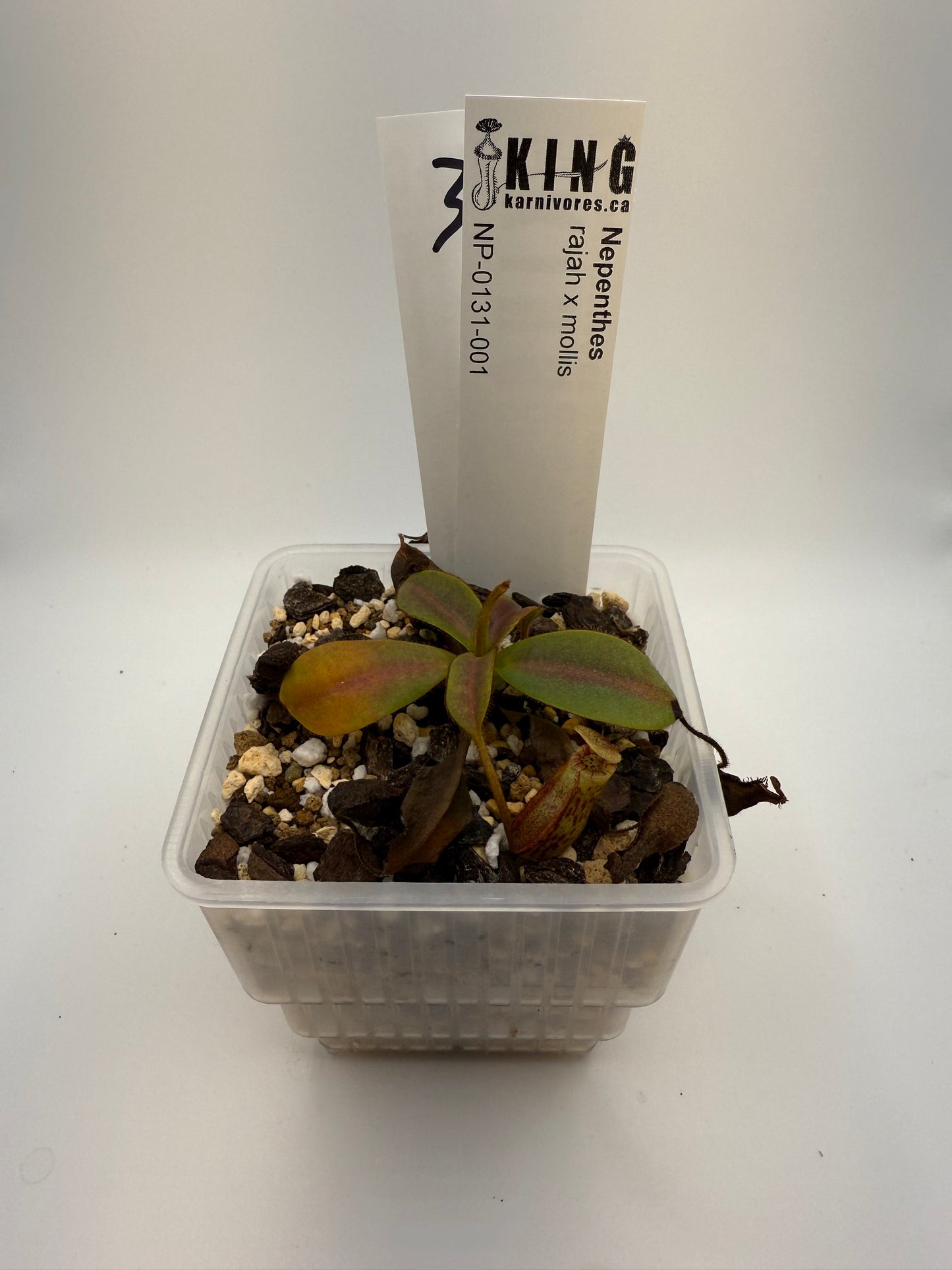 Nepenthes rajah x mollis