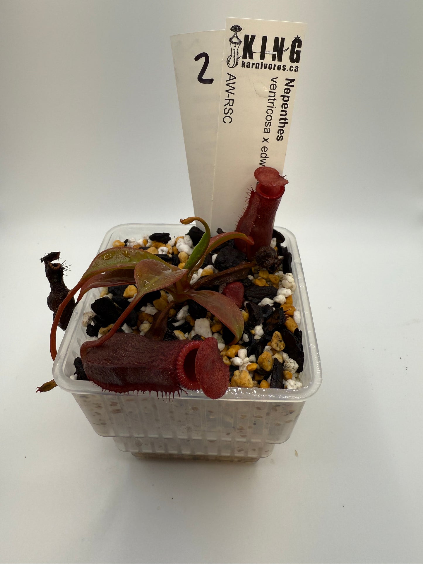 Nepenthes ventricosa x edwardsiana