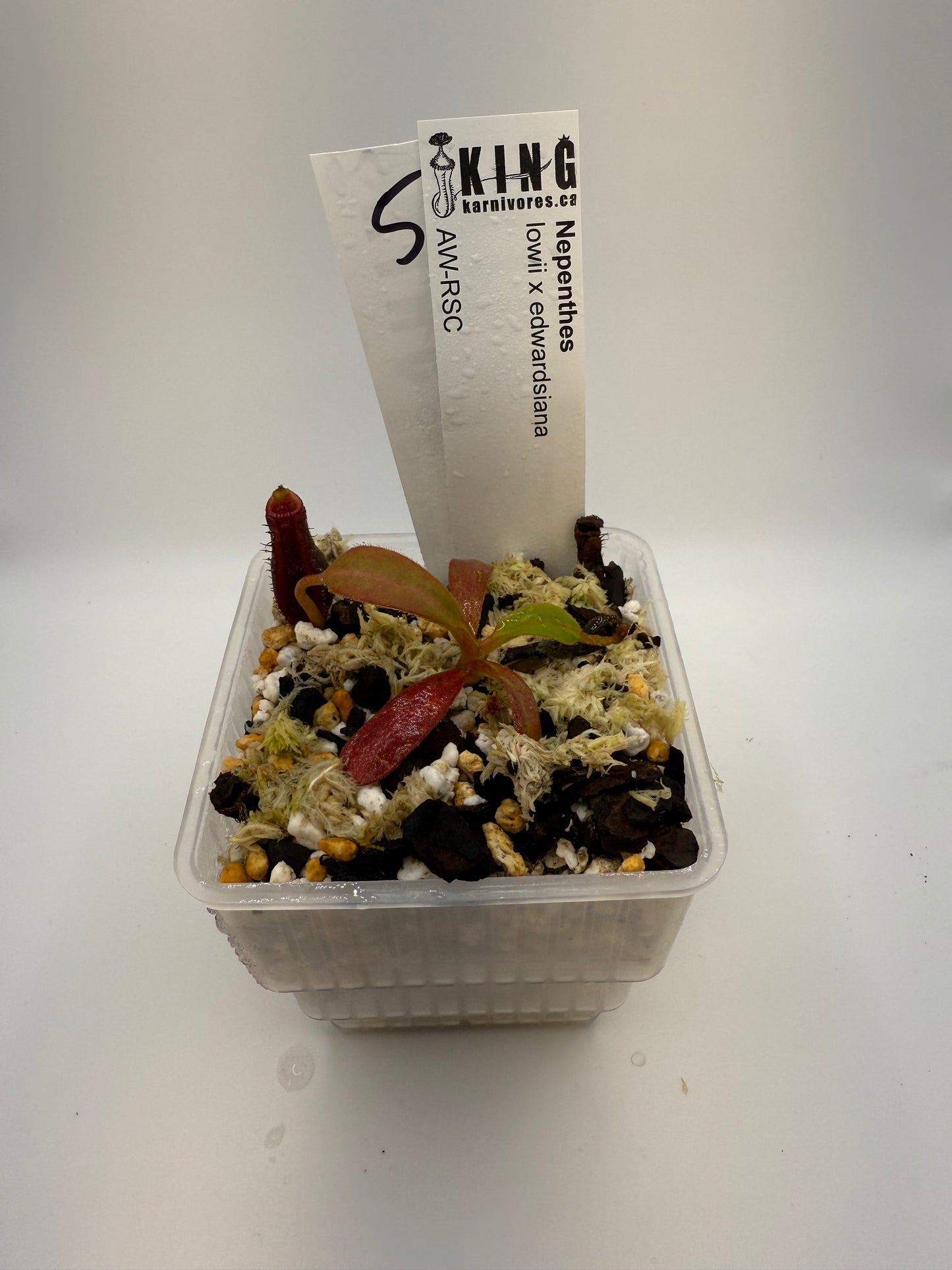 Nepenthes lowii x edwardsiana