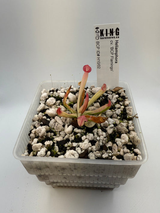 Heliamphora cv. BCP Flamingo