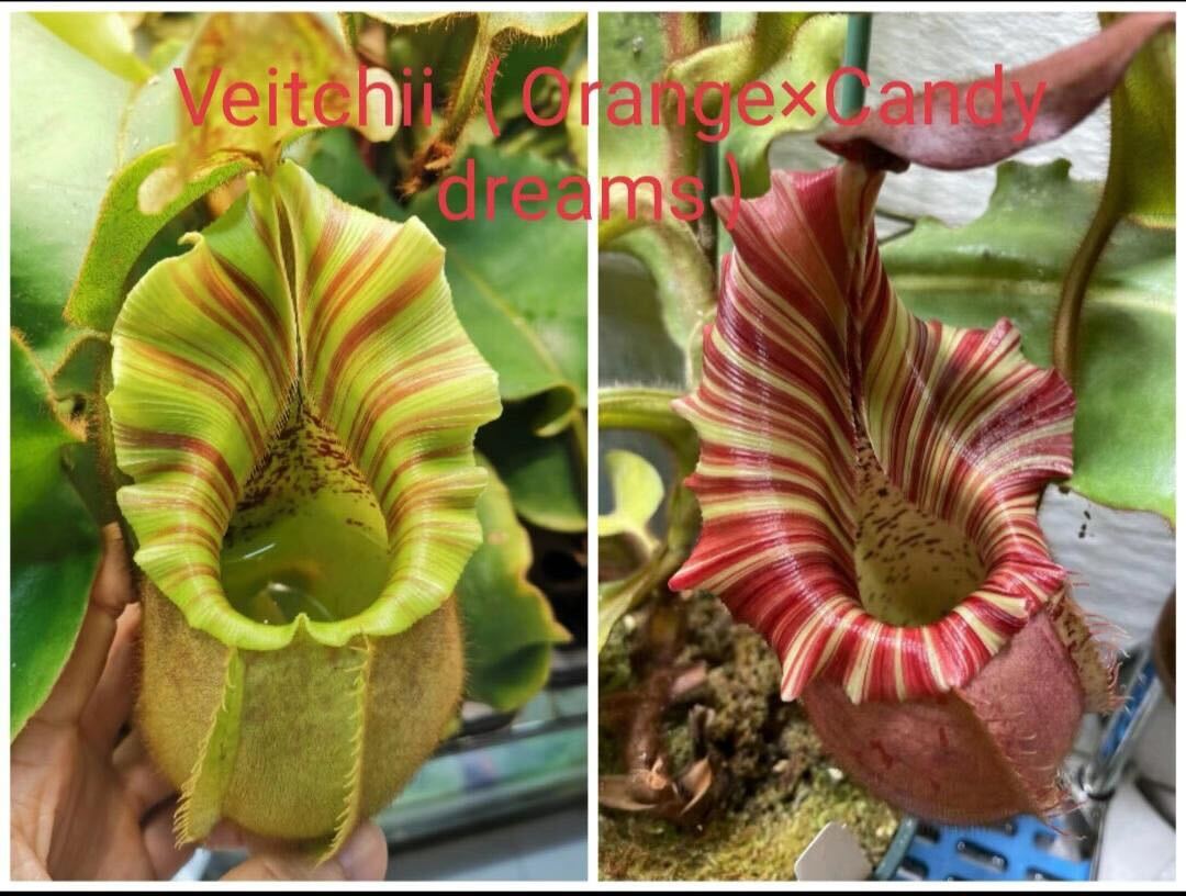 Nepenthes veitchii 'Orange' x 'Candy Dreams'
