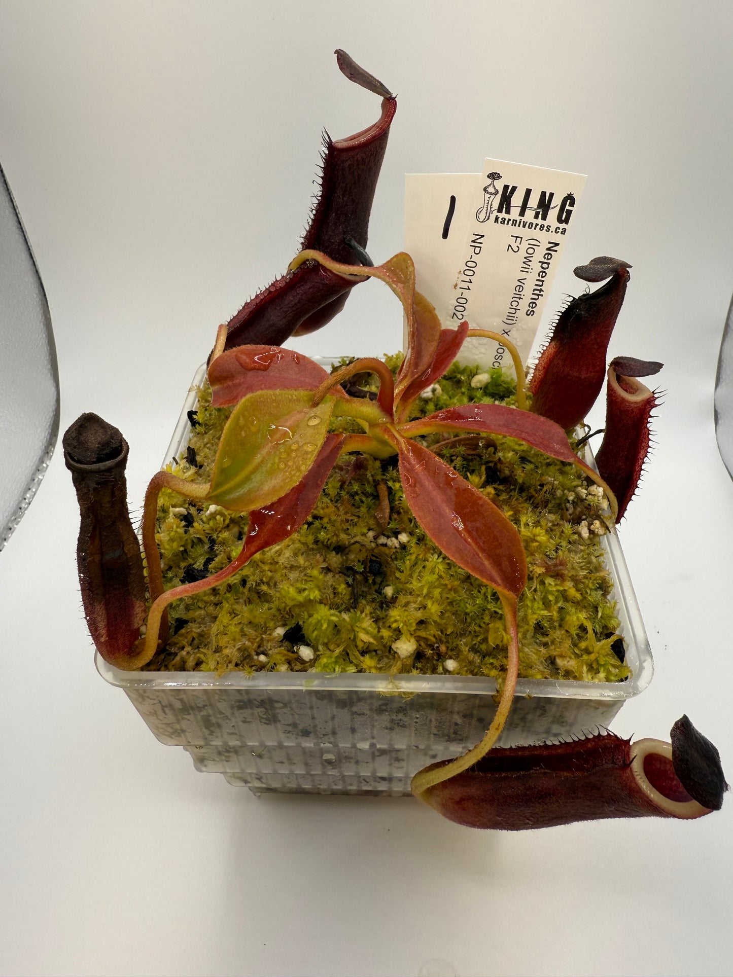 Nepenthes (lowii x veitchii) x boschiana F2