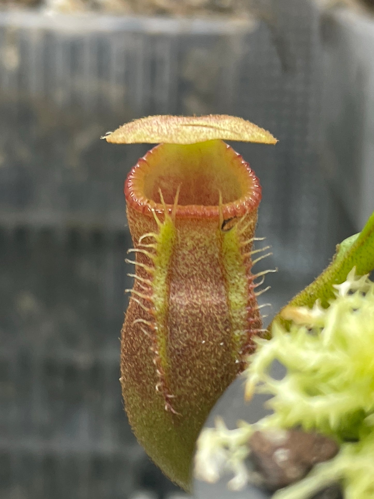 Nepenthes macrophylla (Gunung Trusmadi, Borneo)