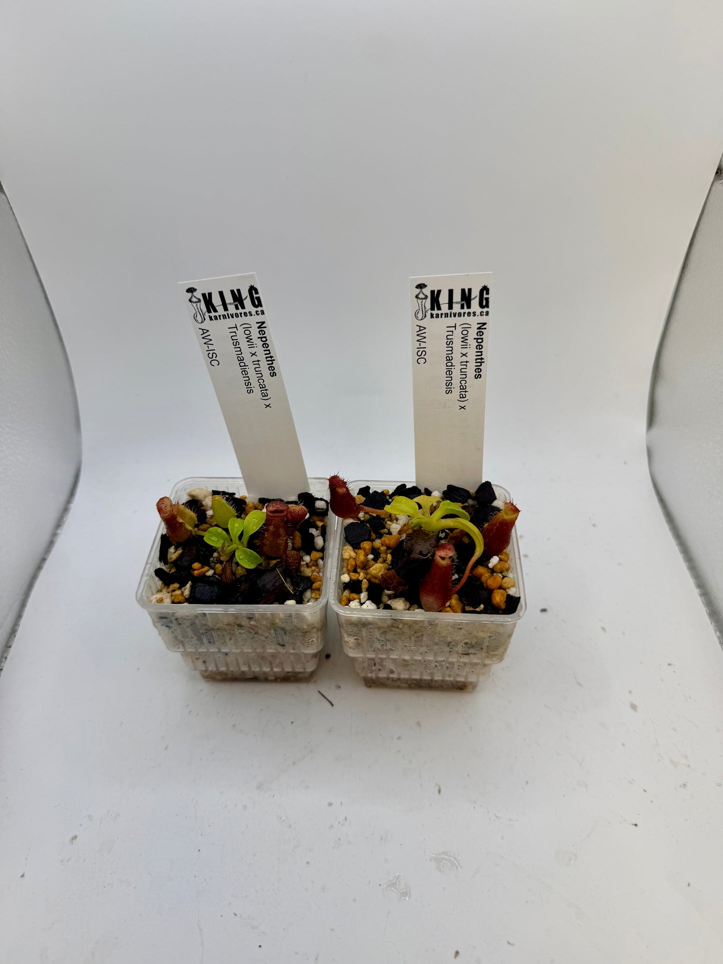 Nepenthes (lowii x truncata) x Trusmadiensis