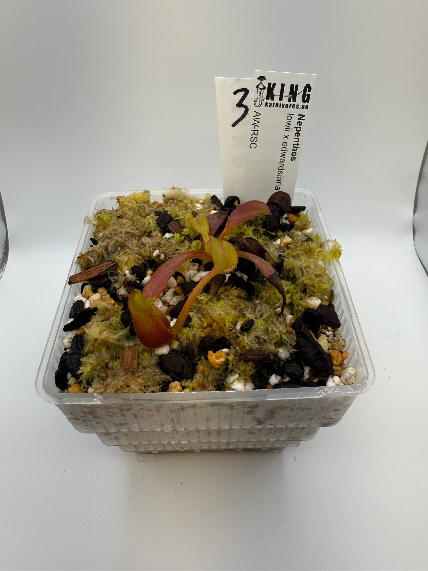 Nepenthes lowii x edwardsiana