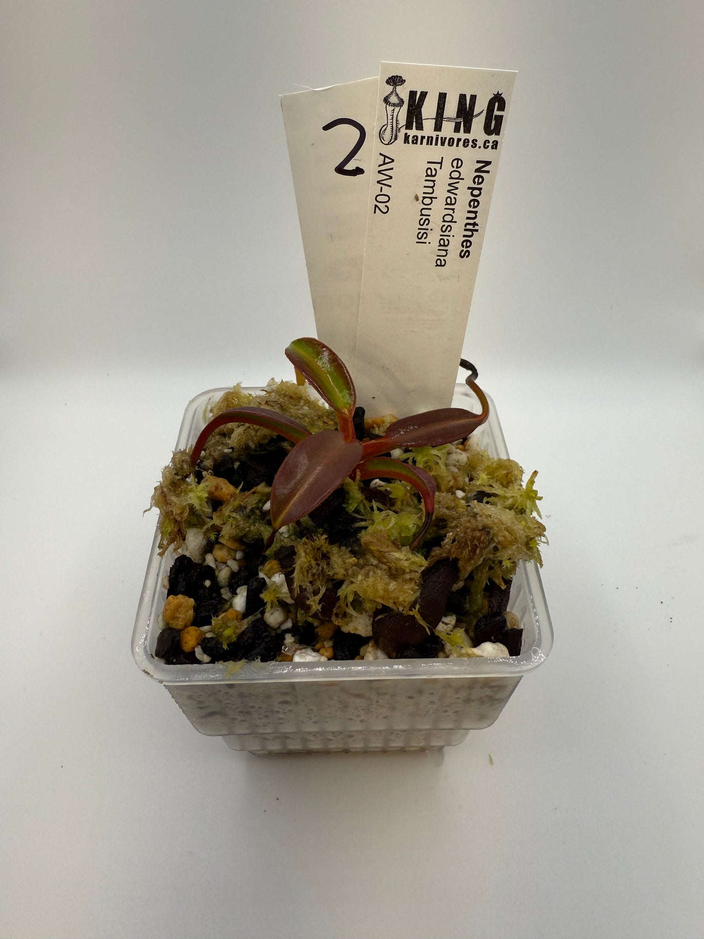 Nepenthes edwardsiana (Tambuyukon)