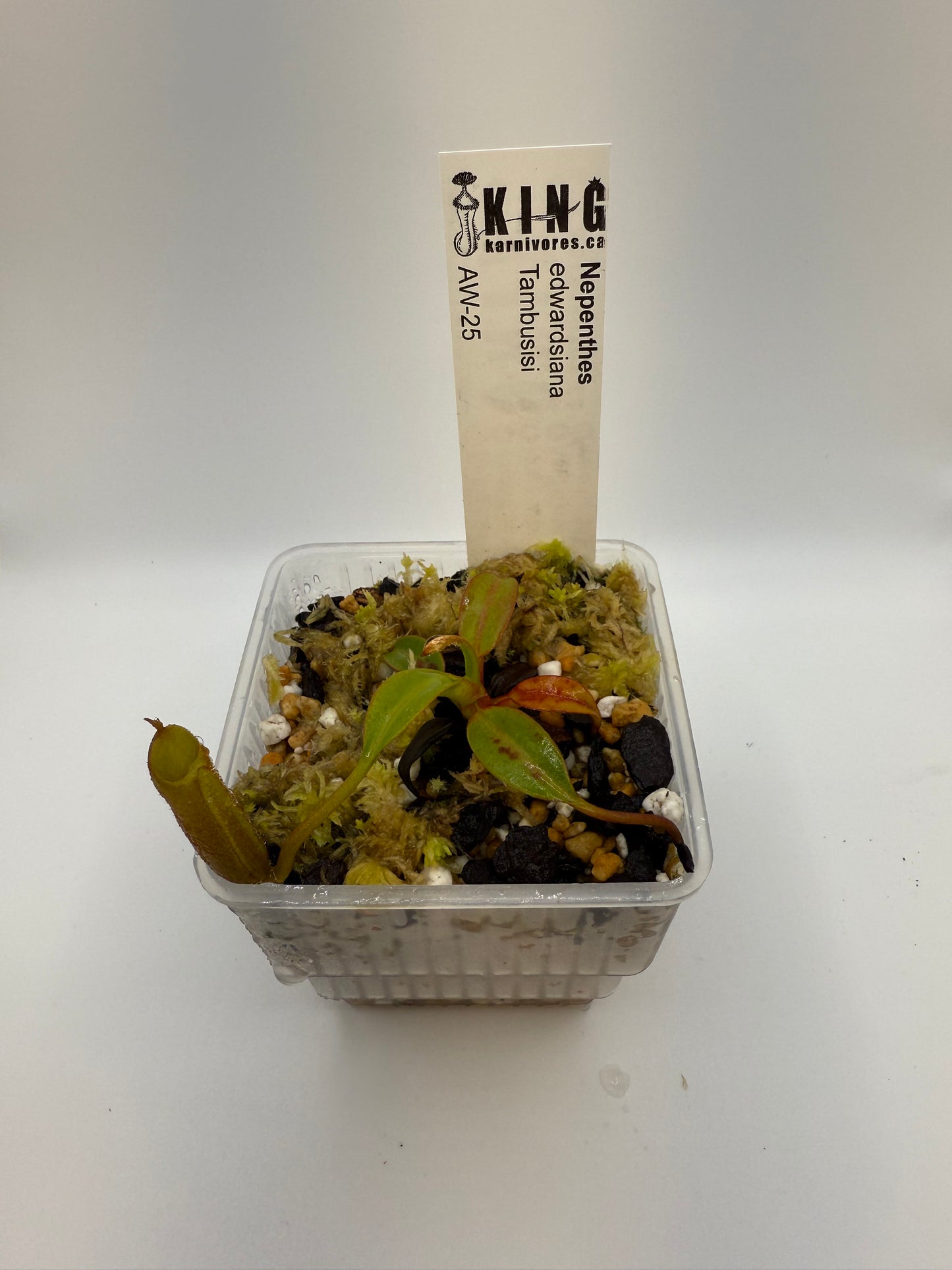 Nepenthes edwardsiana (Tambuyukon)