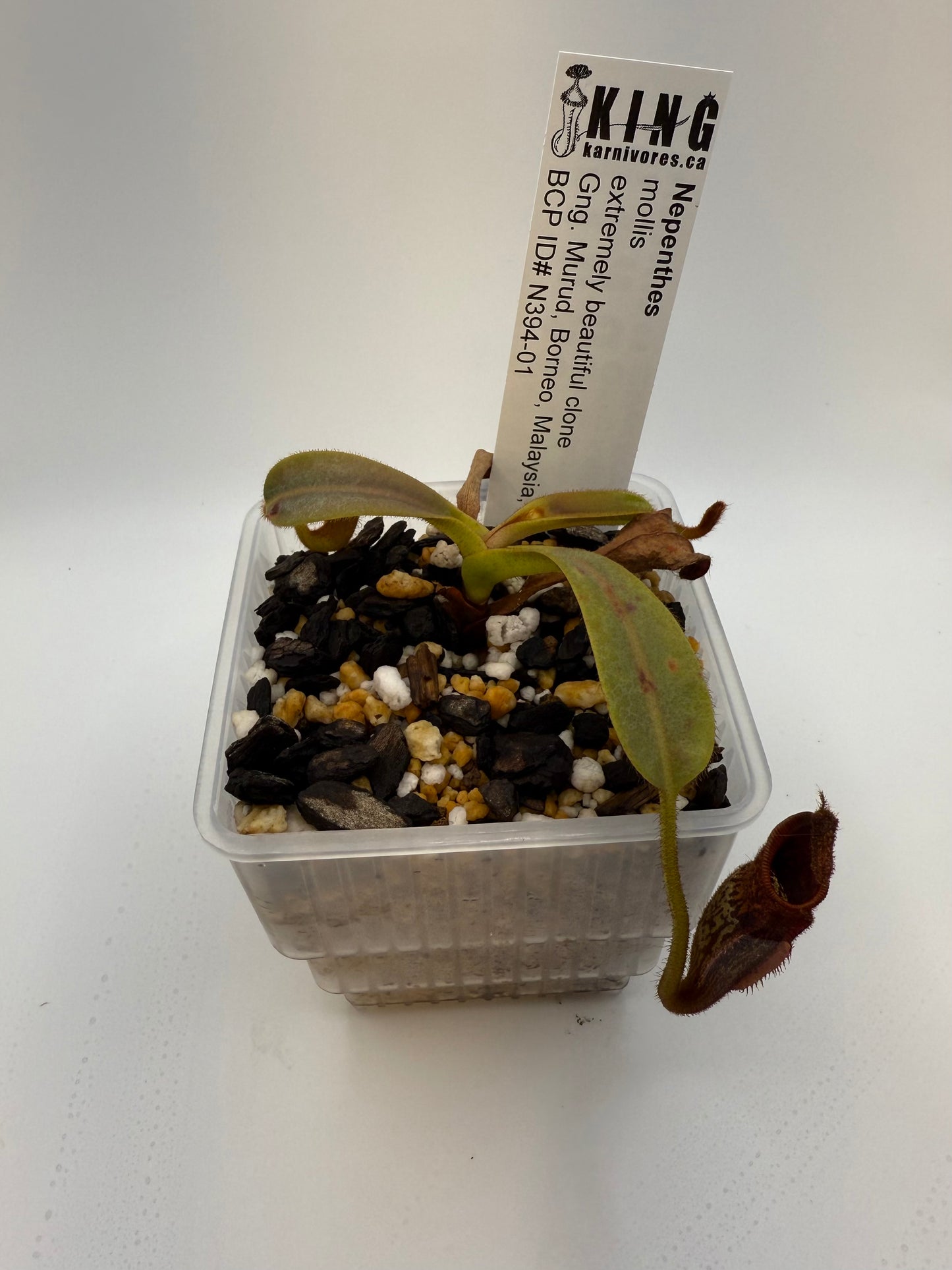 Nepenthes mollis 'BCP Tricolor' / 'Most beautiful clone'