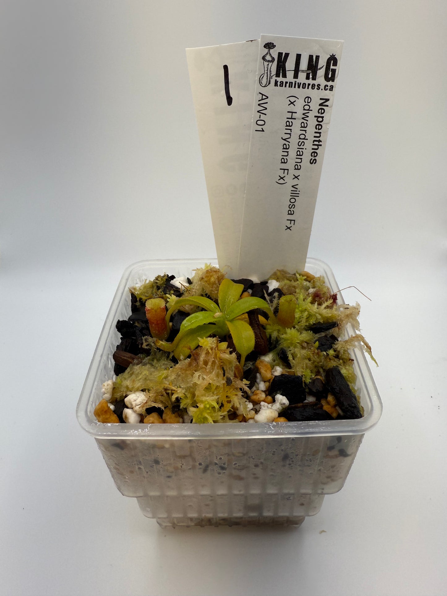 Nepenthes edwardsiana x villosa (x Harryana) (Fx)