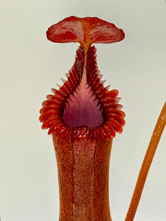 Nepenthes edwardsiana (Tambuyukon)