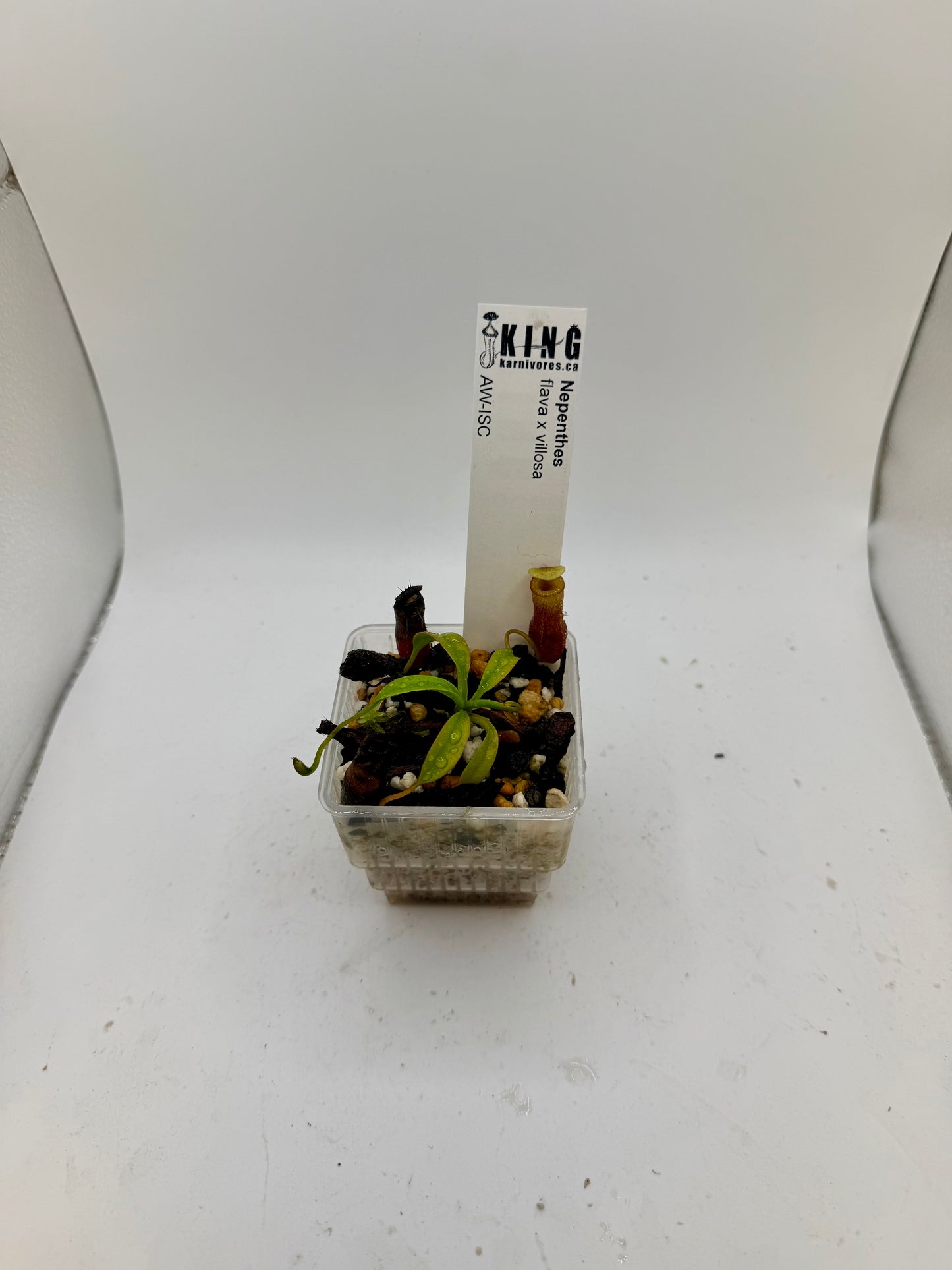 Nepenthes flava x villosa
