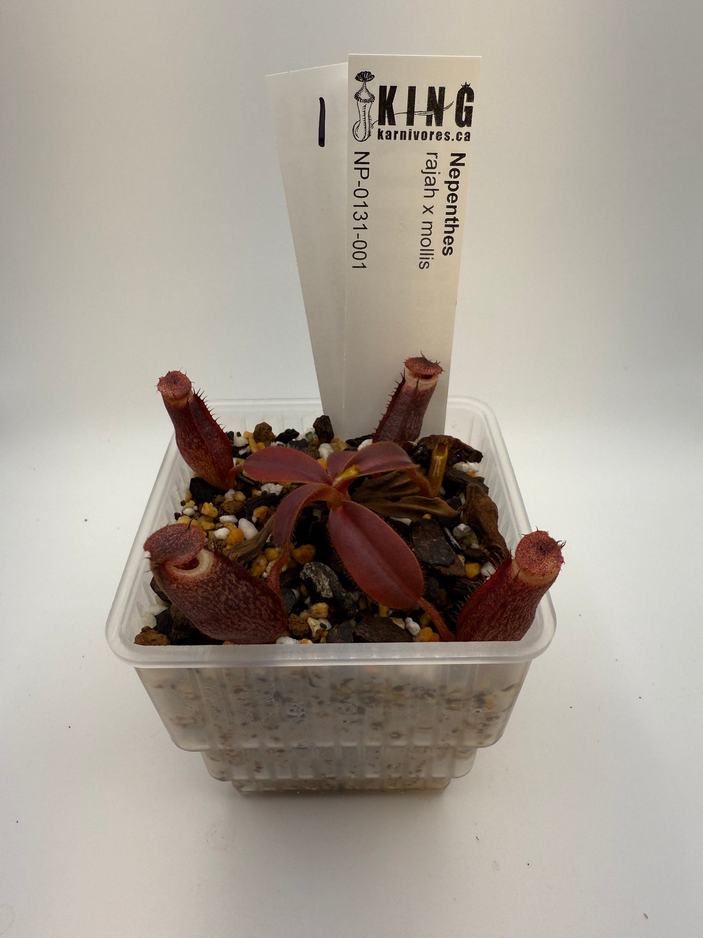Nepenthes rajah x mollis