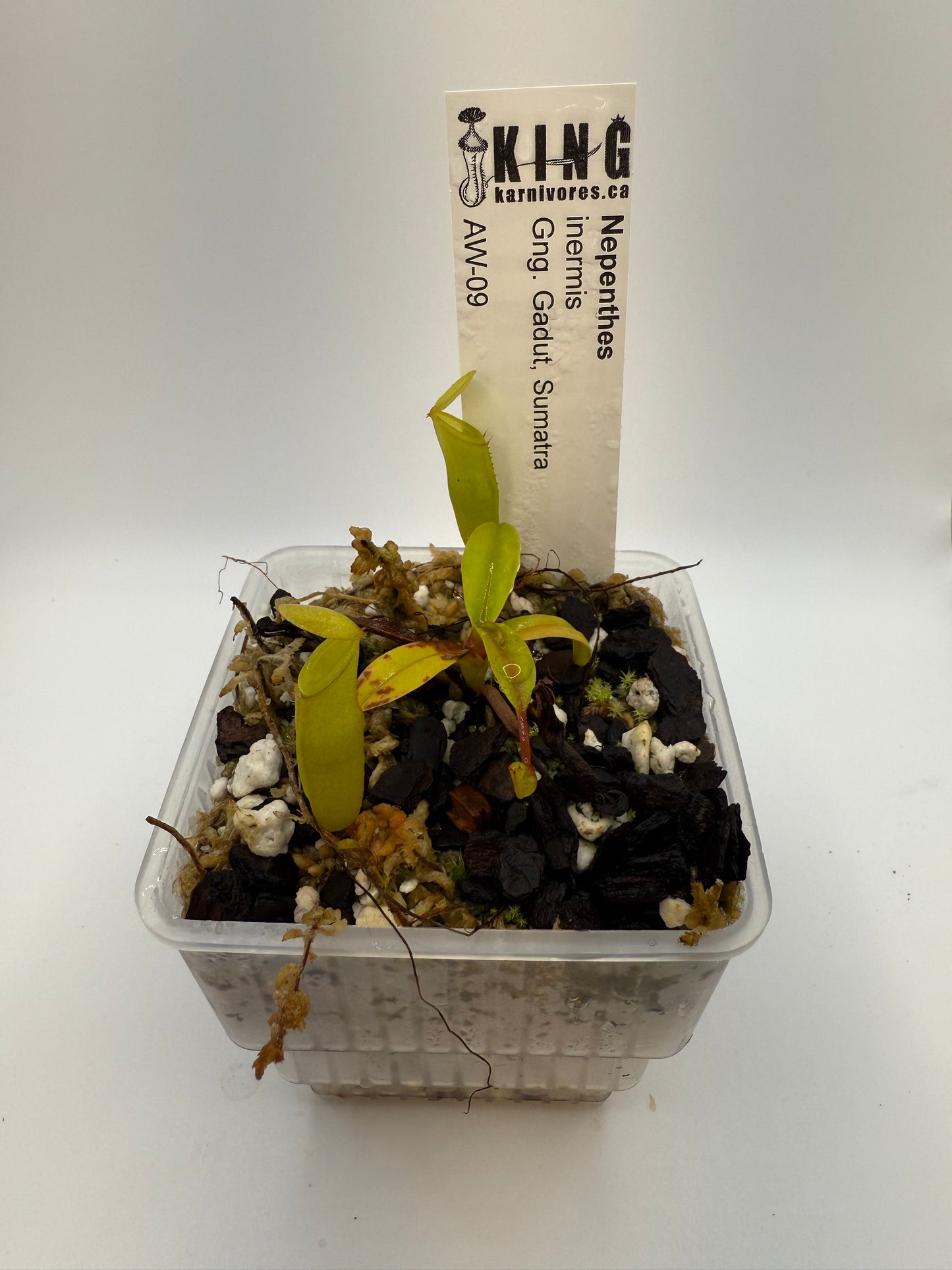 Nepenthes inermis (Gunung Gadut, Sumatra)