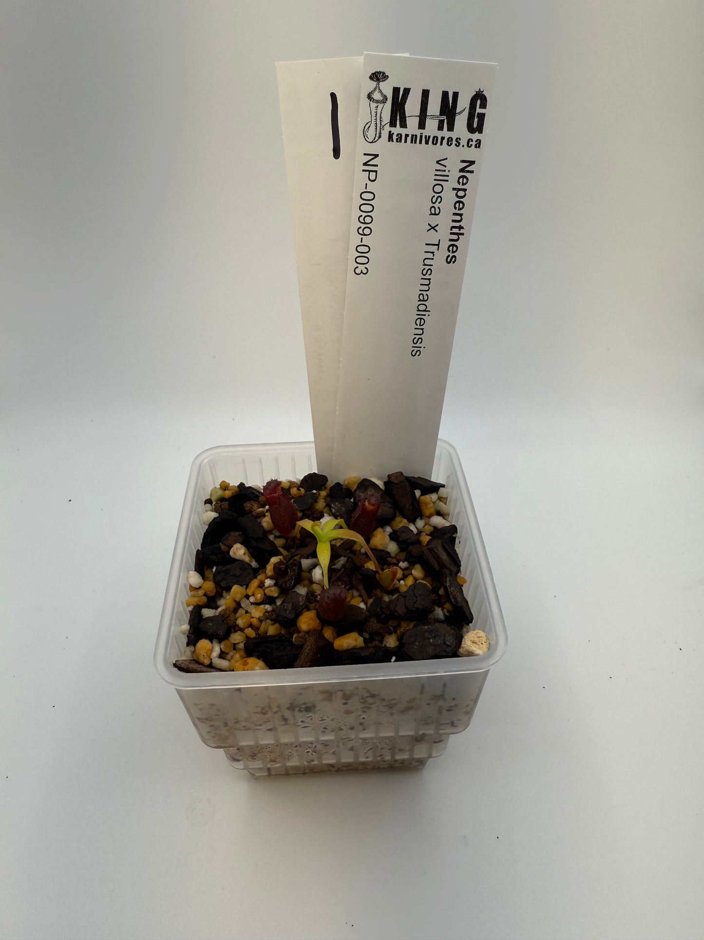 Nepenthes villosa x Trusmadiensis