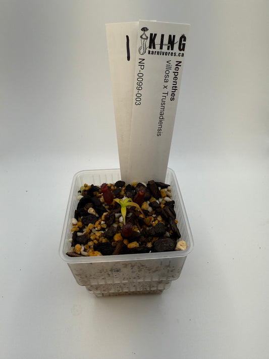 Nepenthes villosa x Trusmadiensis