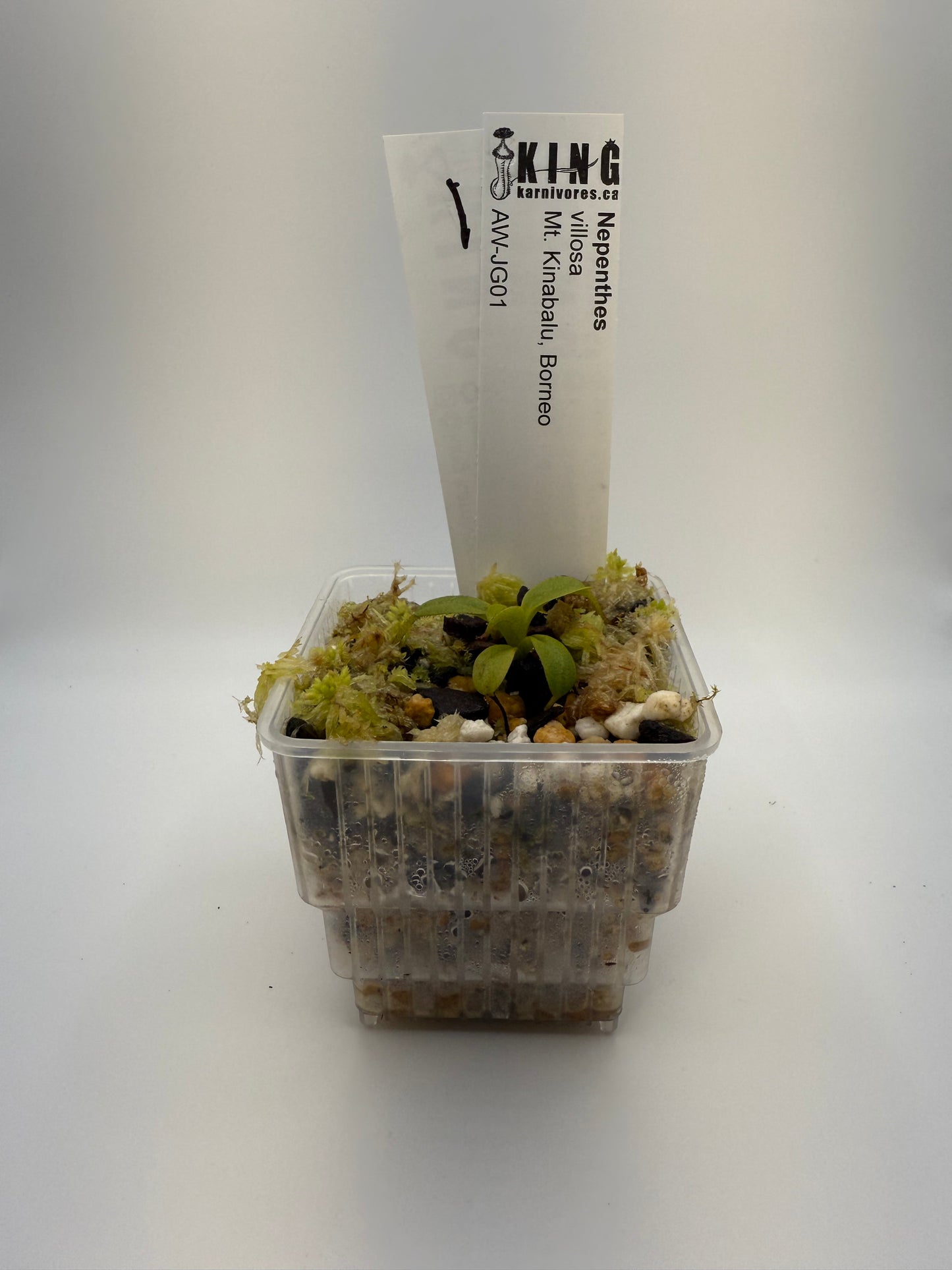 Nepenthes villosa (Mt. Kinabalu, Borneo)