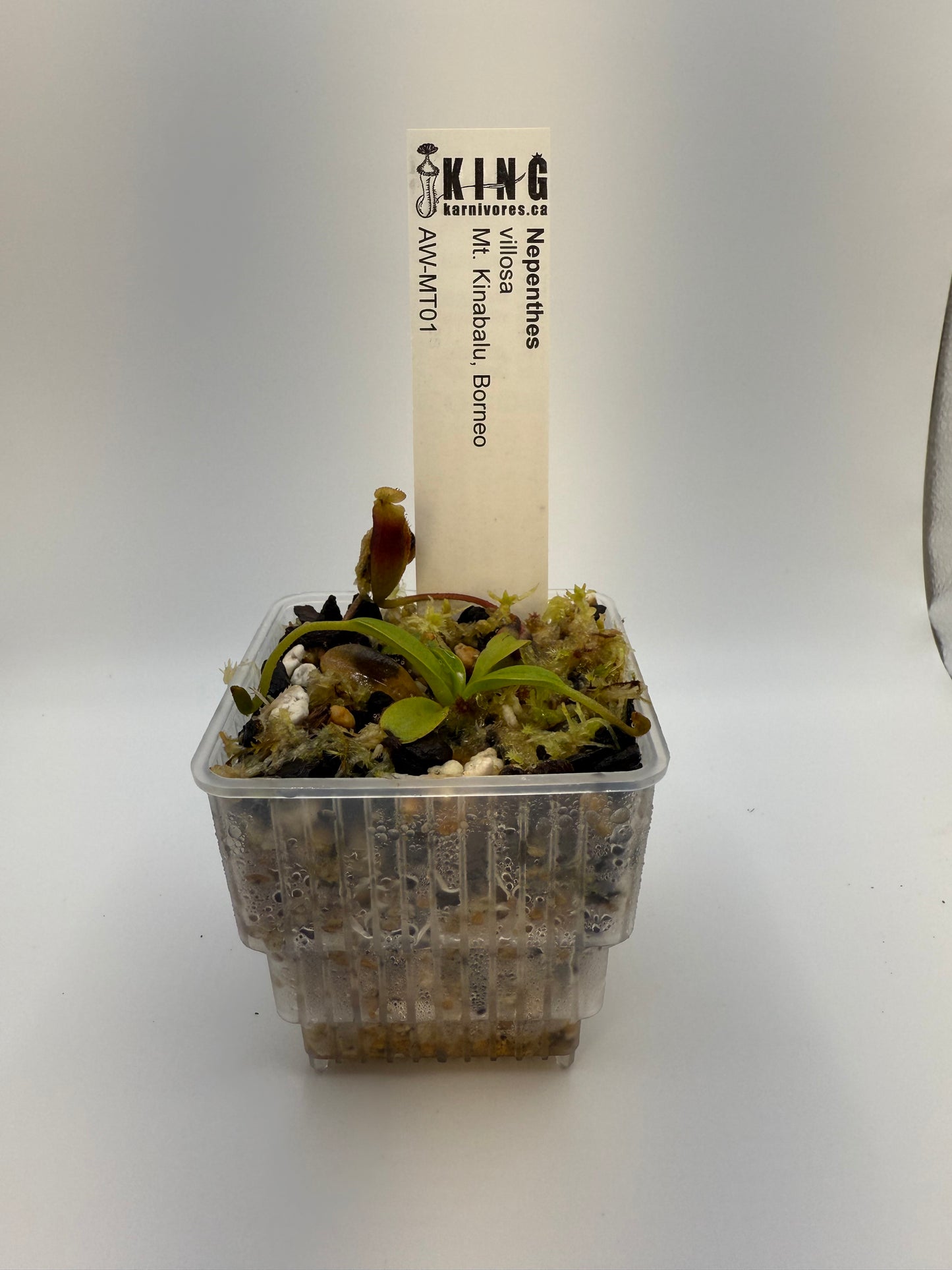 Nepenthes villosa (Mt. Kinabalu, Borneo)