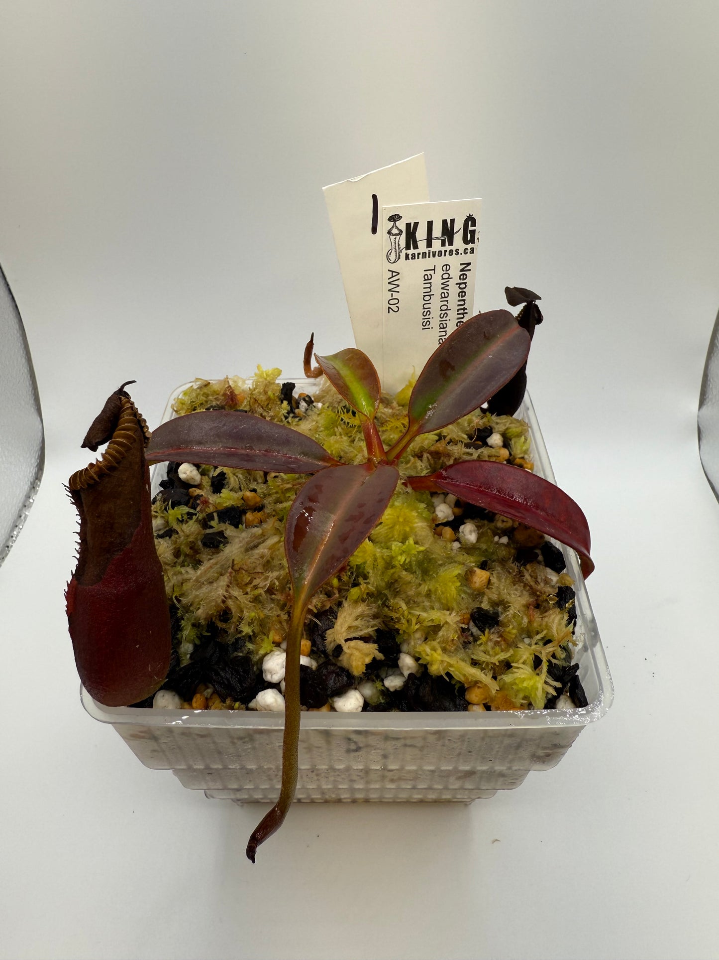 Nepenthes edwardsiana (Tambuyukon)