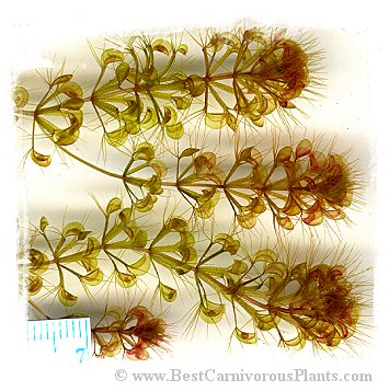 Aldrovanda vesiculosa {subtropical, Esperance Bay, SW Australia, WA} / 5+ plants