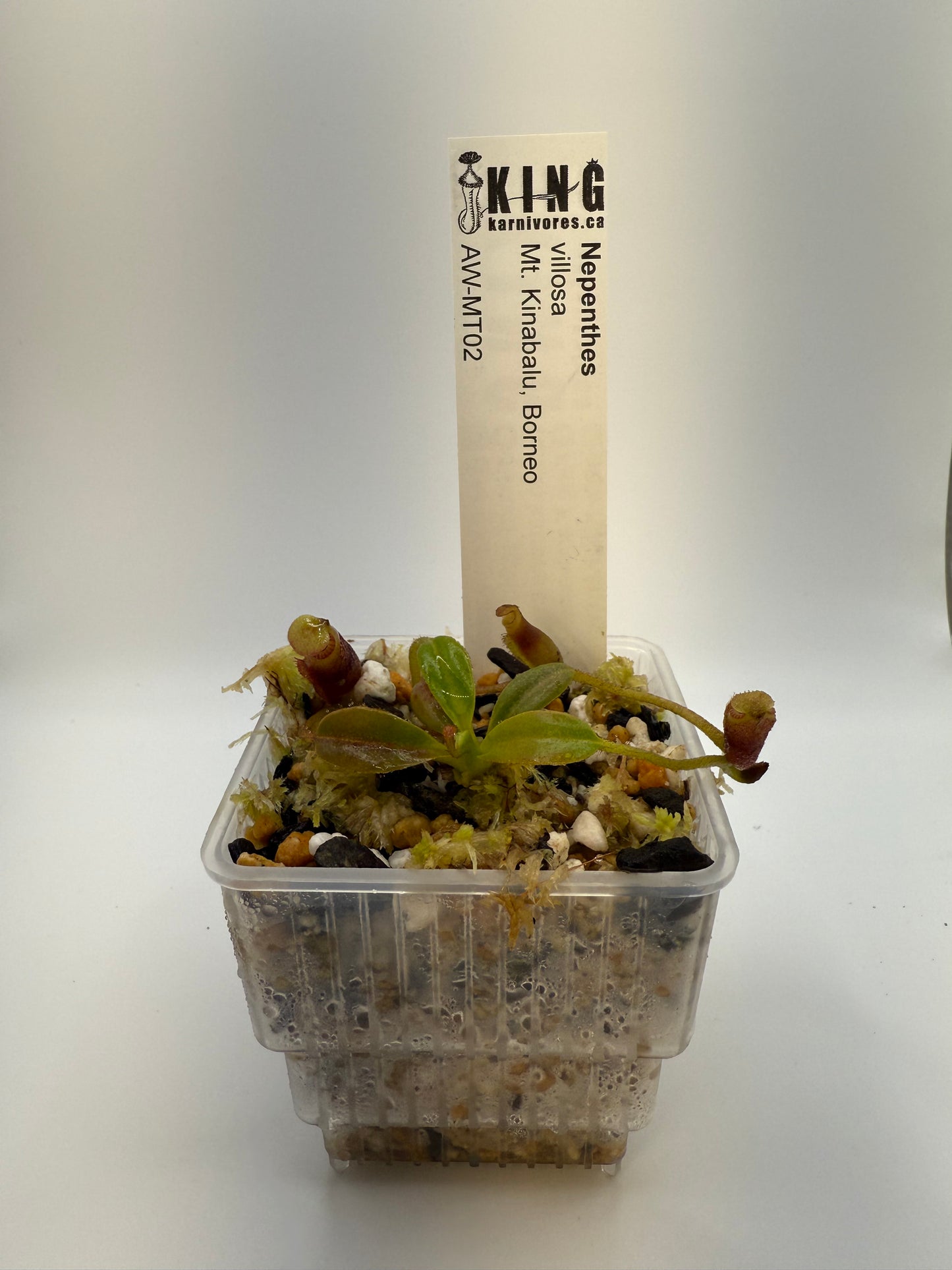 Nepenthes villosa (Mt. Kinabalu, Borneo)