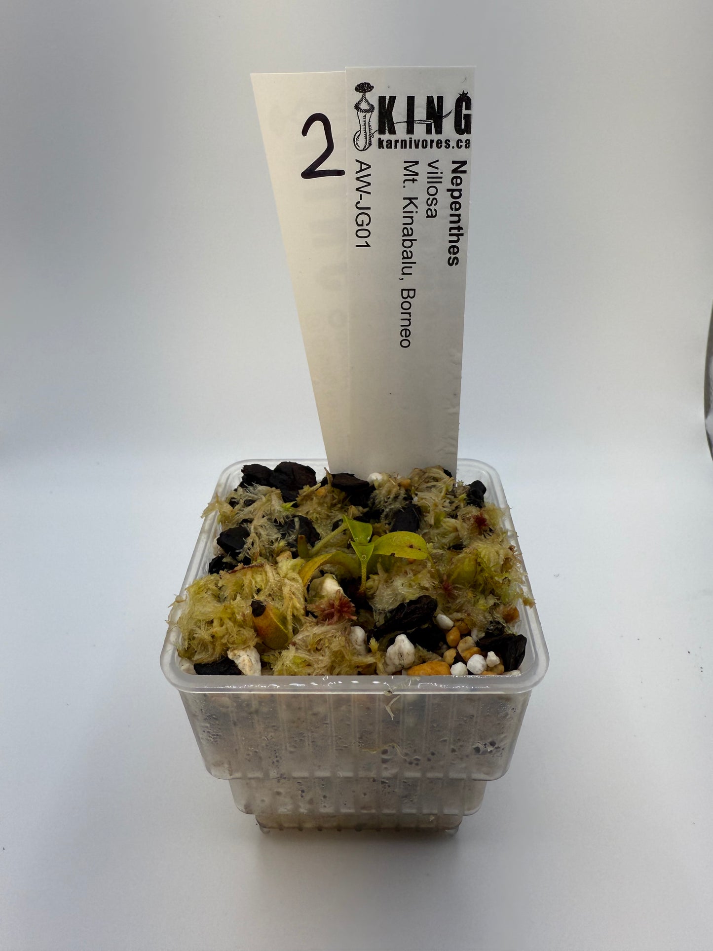 Nepenthes villosa (Mt. Kinabalu, Borneo)