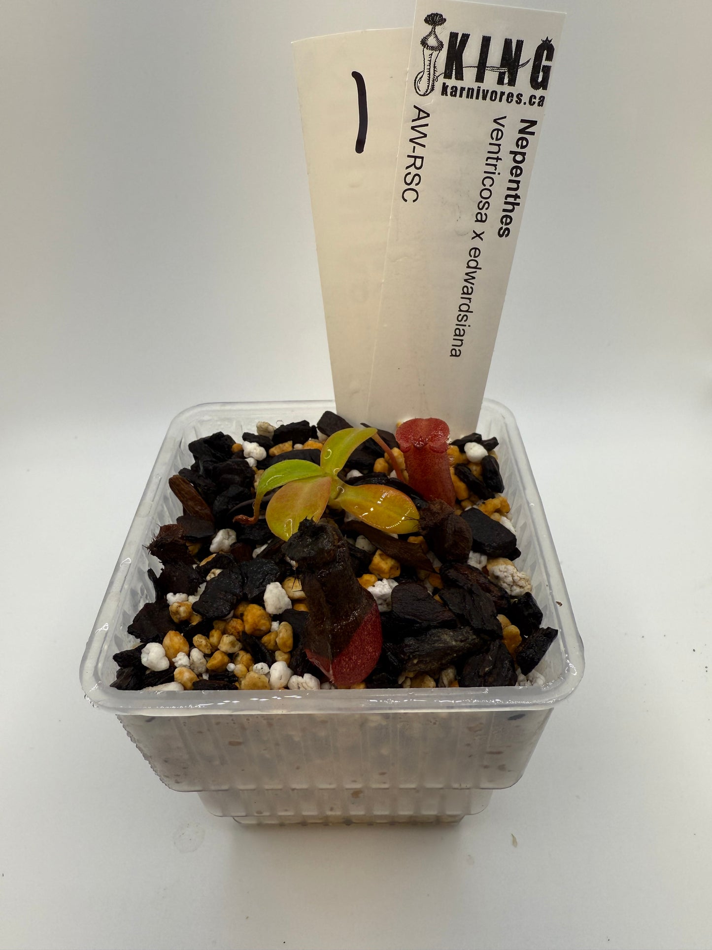 Nepenthes ventricosa x edwardsiana