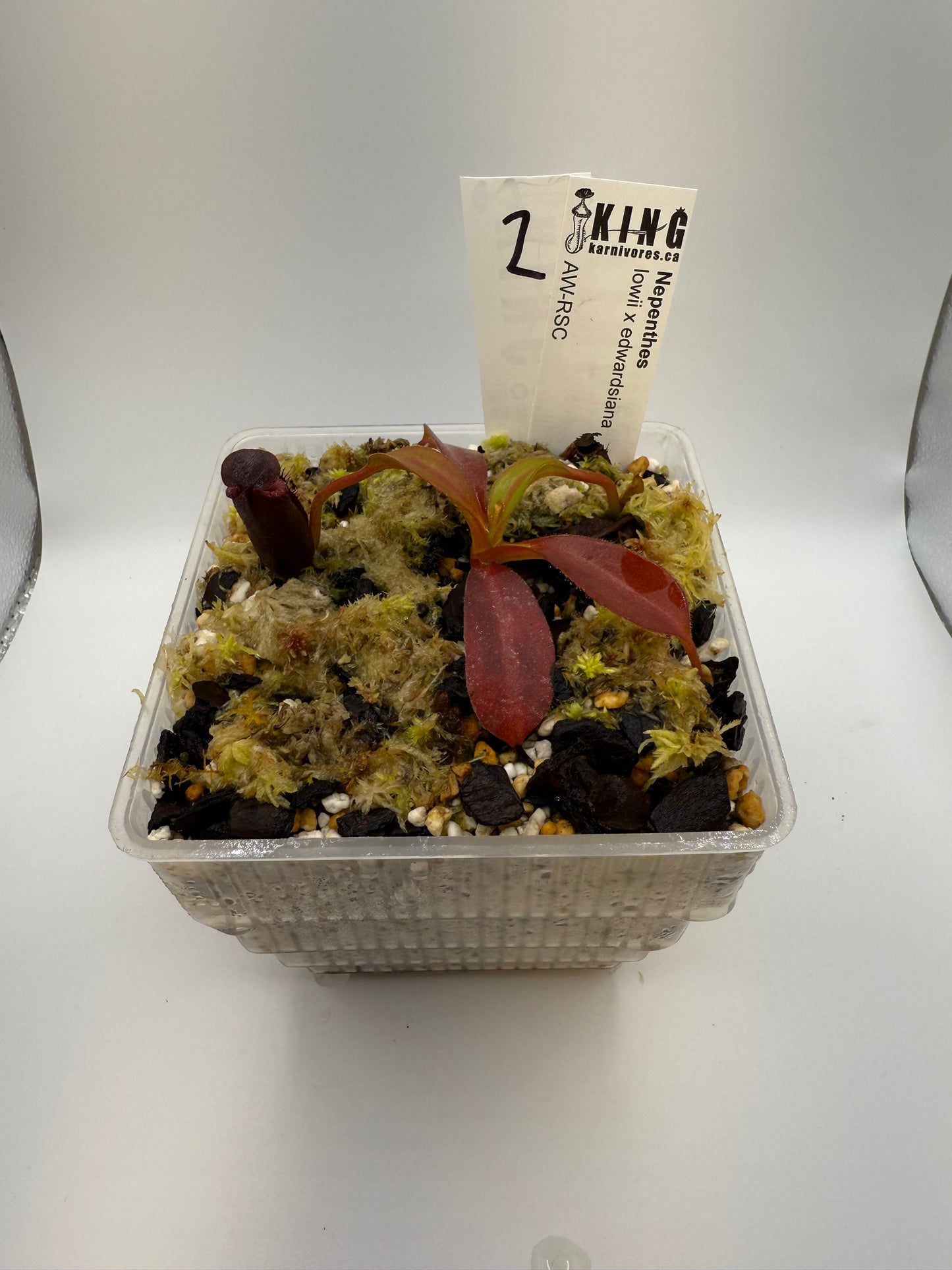 Nepenthes lowii x edwardsiana