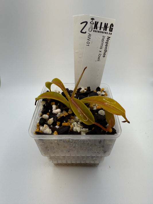 Nepenthes inermis x lowii