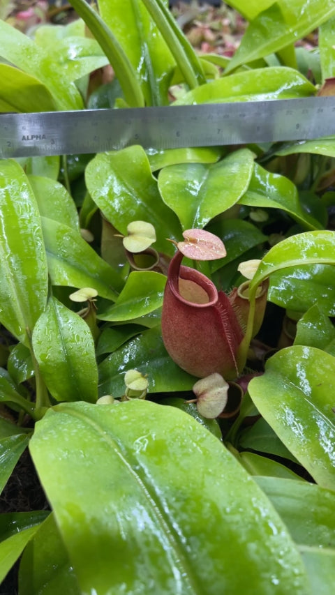 N. bicalcarata - Brunei orange - selected clone: BE-3029 *Pre-Order*