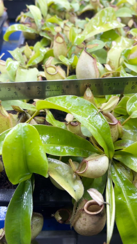 N. bicalcarata x ampullaria – selected clone: BE-3033 *Pre-Order*